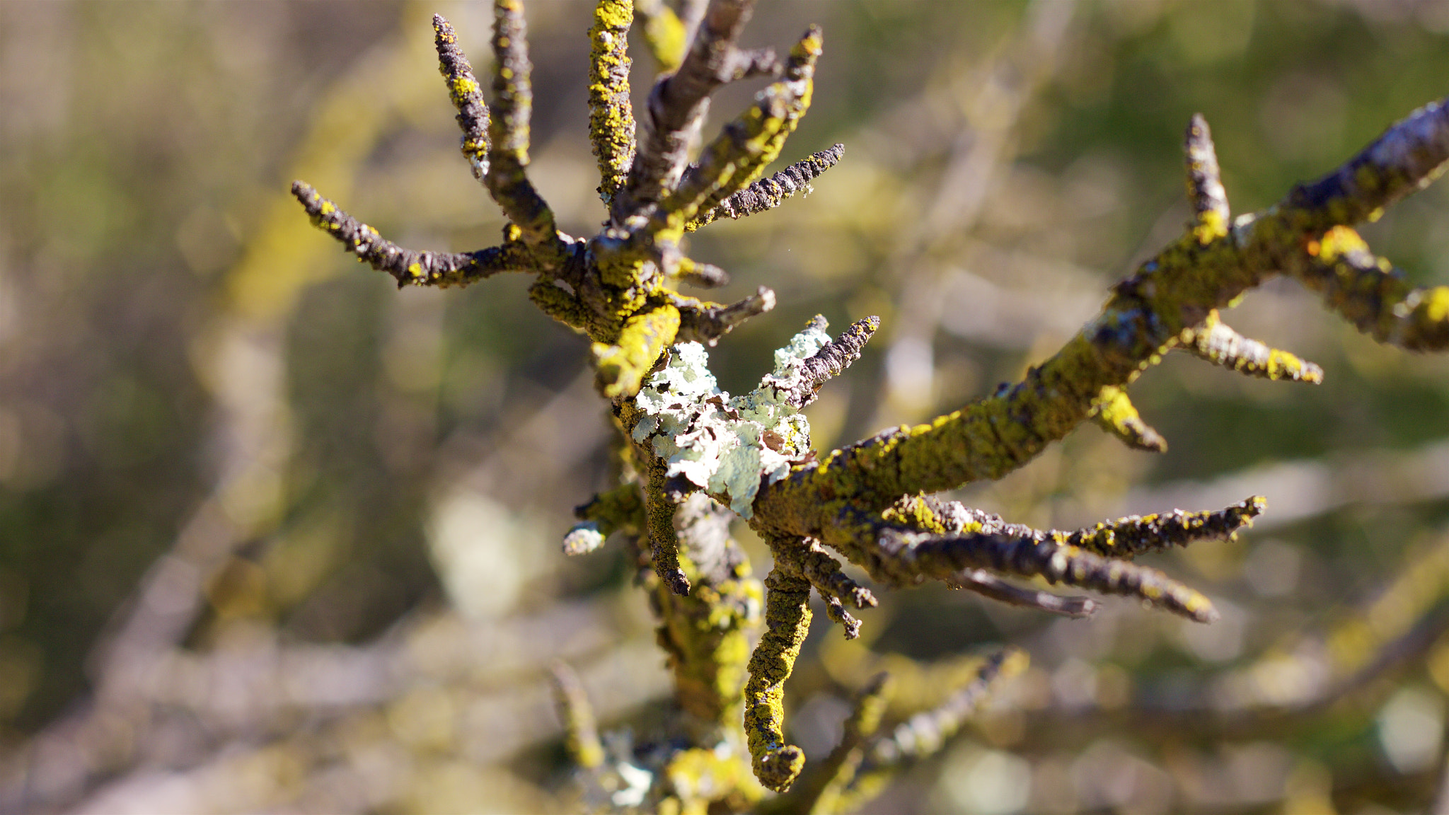 Canon EOS M + Canon EF 50mm F1.8 II sample photo. Nature photography