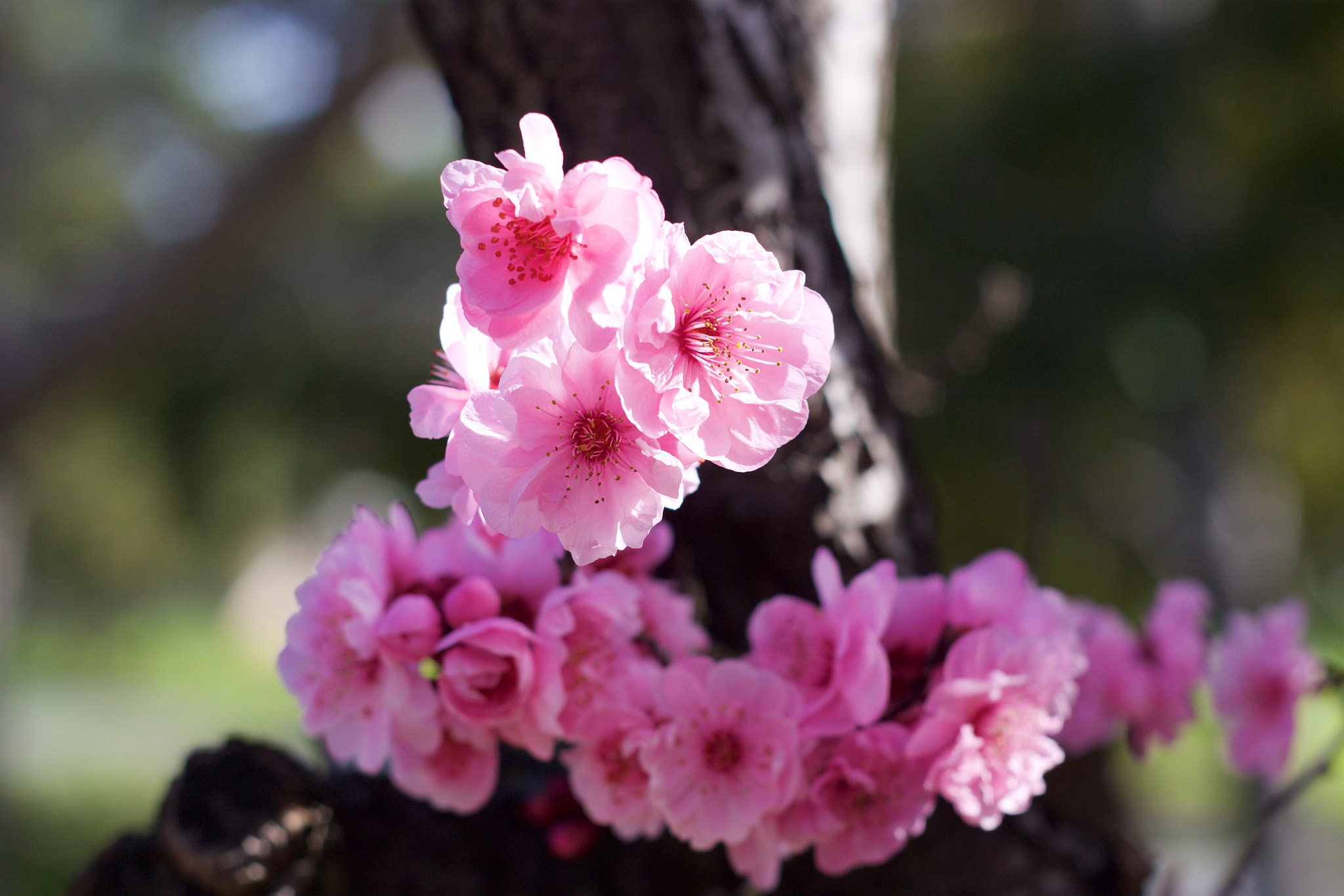 Canon EOS M + Canon EF 50mm F1.8 II sample photo. Flower photography