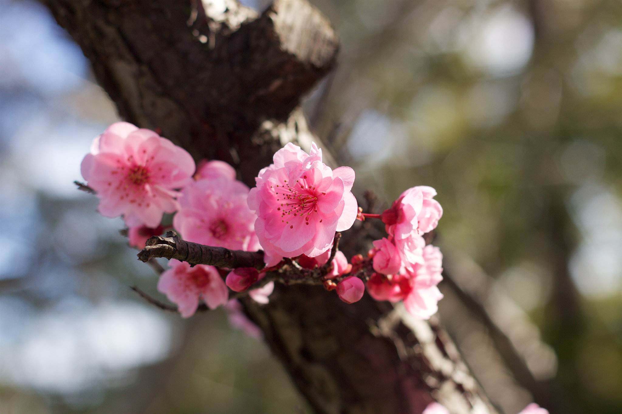 Canon EOS M + Canon EF 50mm F1.8 II sample photo. Flower photography