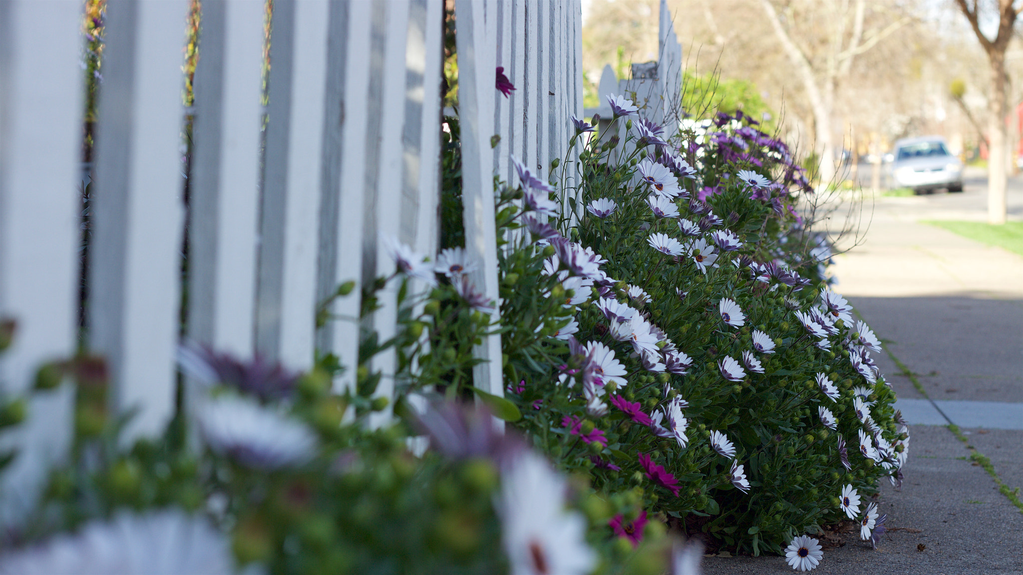 Canon EOS M + Canon EF 50mm F1.8 II sample photo. Flower photography