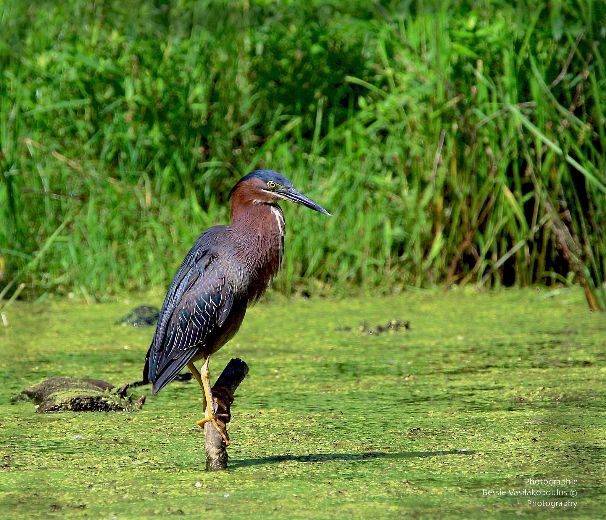 Sigma 150mm f/2.8 EX DG OS HSM APO Macro sample photo. The green heron photography
