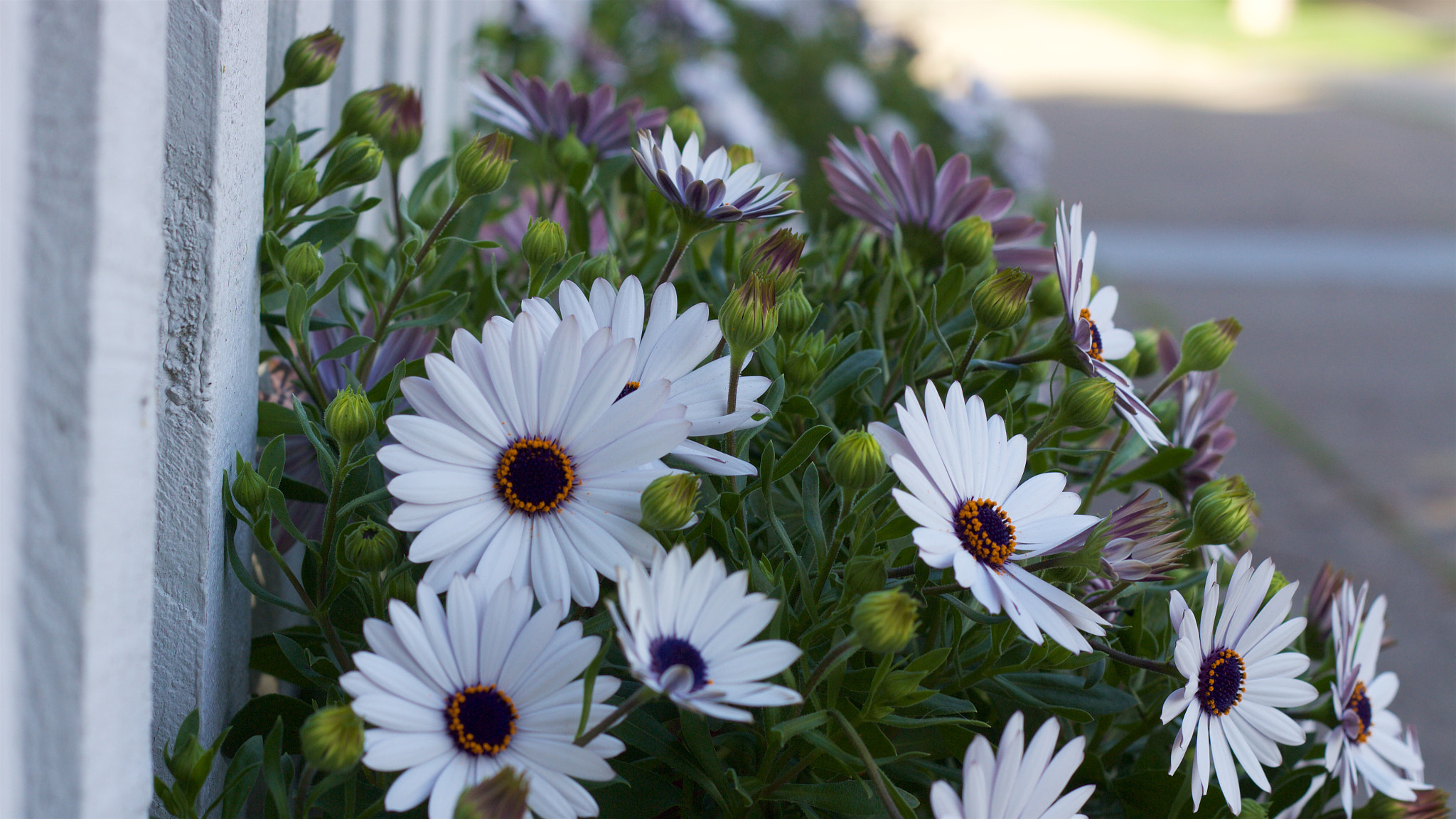 Canon EOS M + Canon EF 50mm F1.8 II sample photo. Flower photography