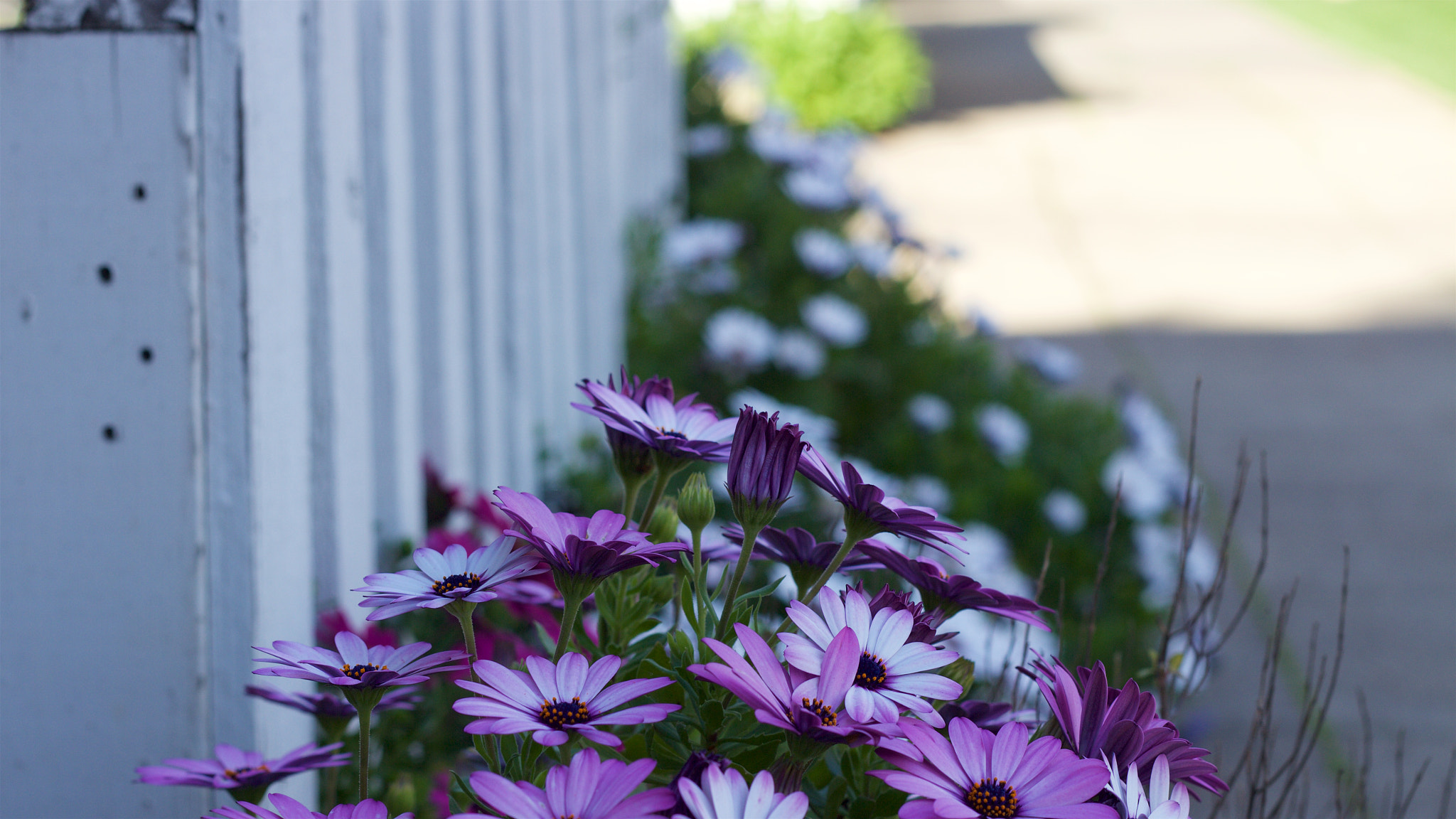 Canon EOS M + Canon EF 50mm F1.8 II sample photo. Flower photography