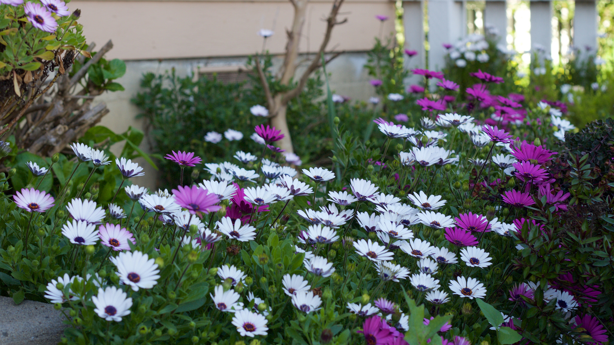 Canon EOS M + Canon EF 50mm F1.8 II sample photo. Flower photography