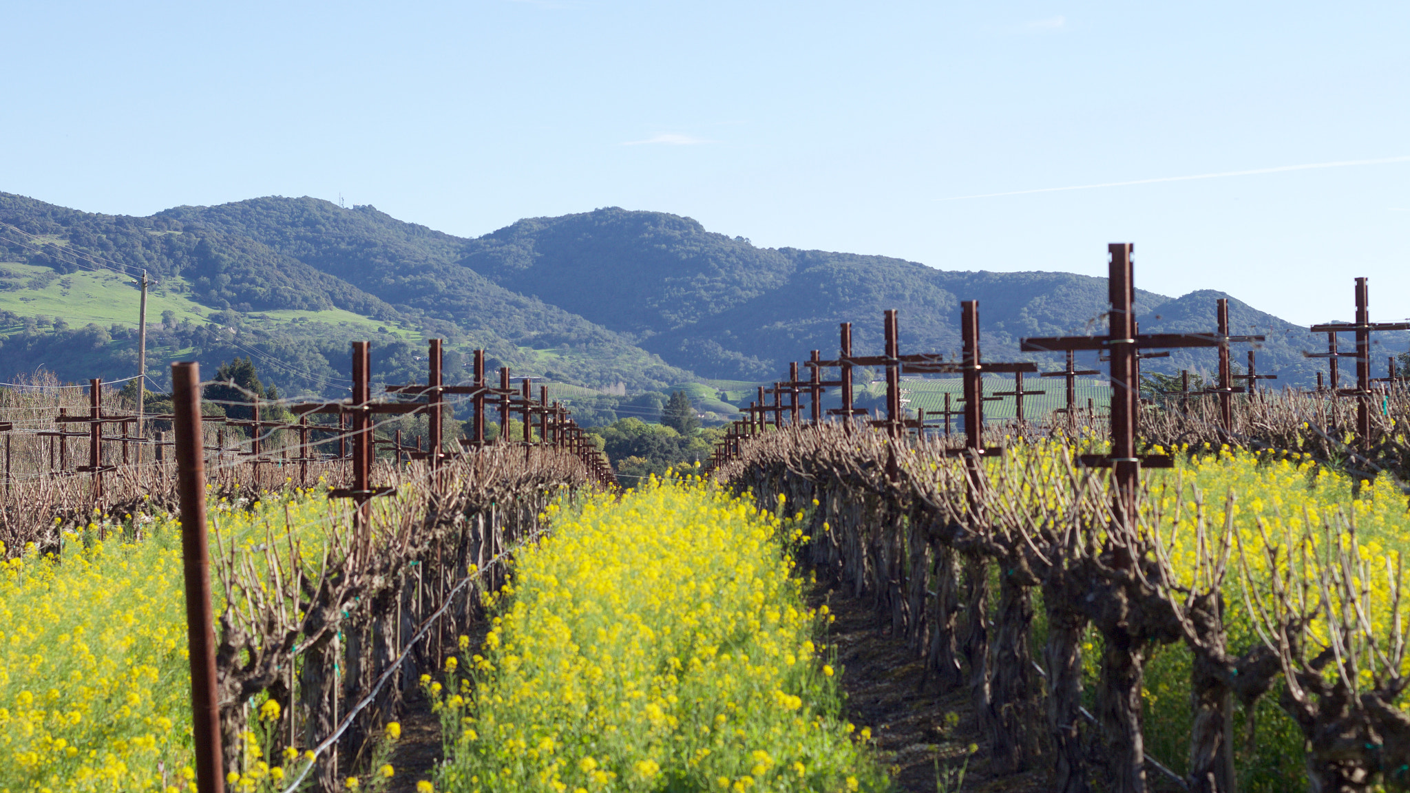 Canon EOS M + Canon EF 50mm F1.8 II sample photo. Vineyard photography