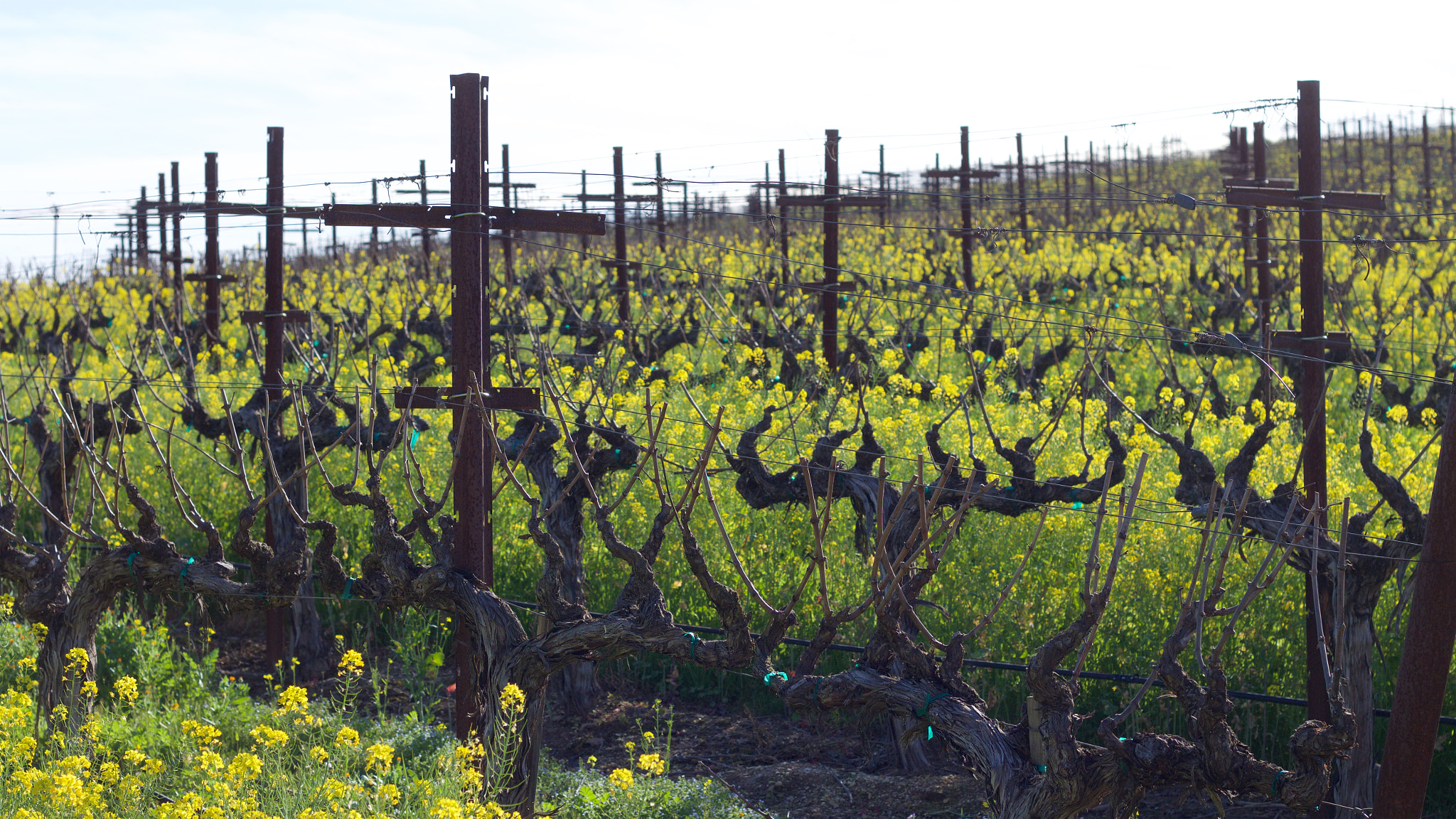 Canon EOS M + Canon EF 50mm F1.8 II sample photo. Vineyard photography