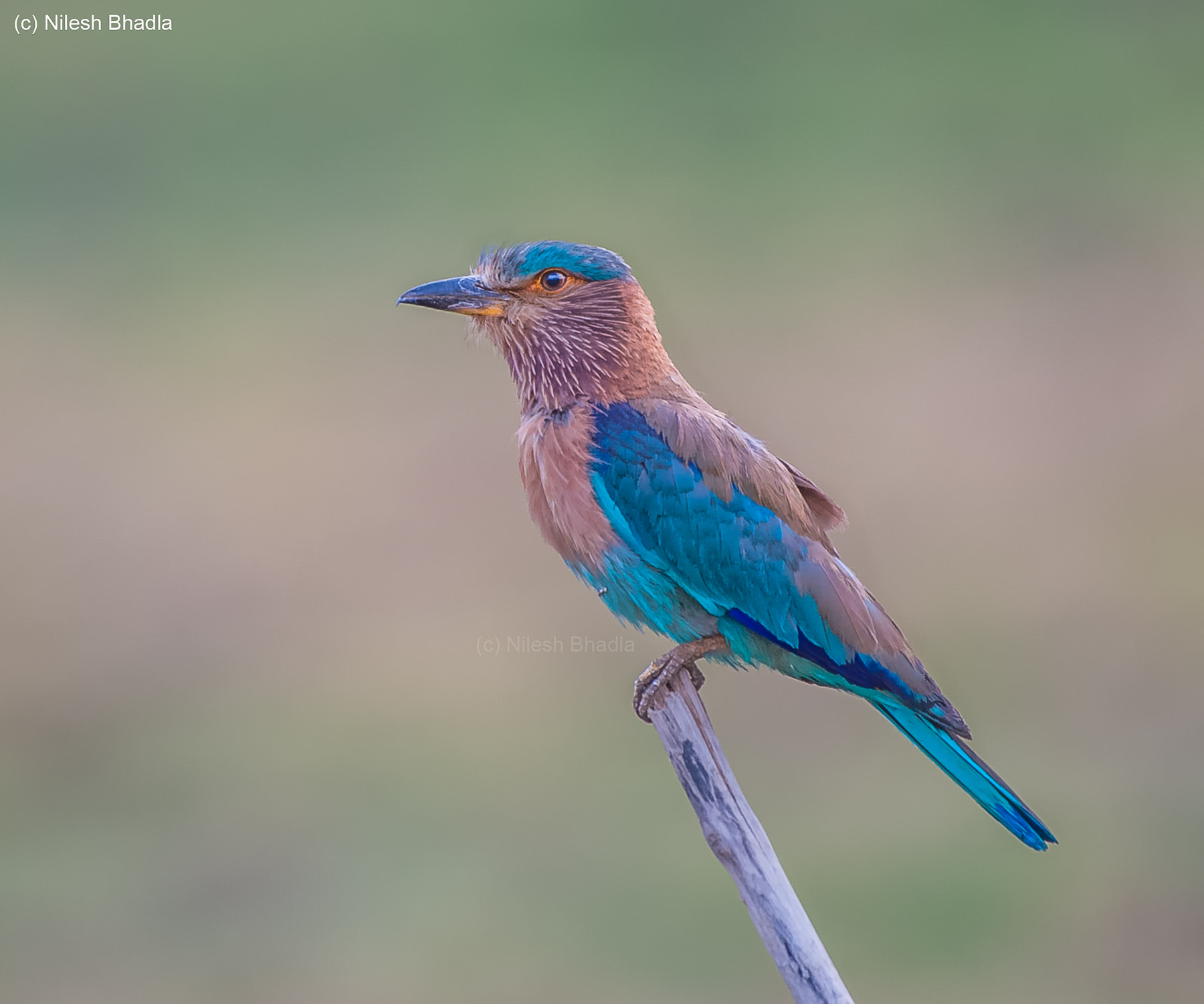 Nikon AF-S Nikkor 200-500mm F5.6E ED VR sample photo. Indian roller photography