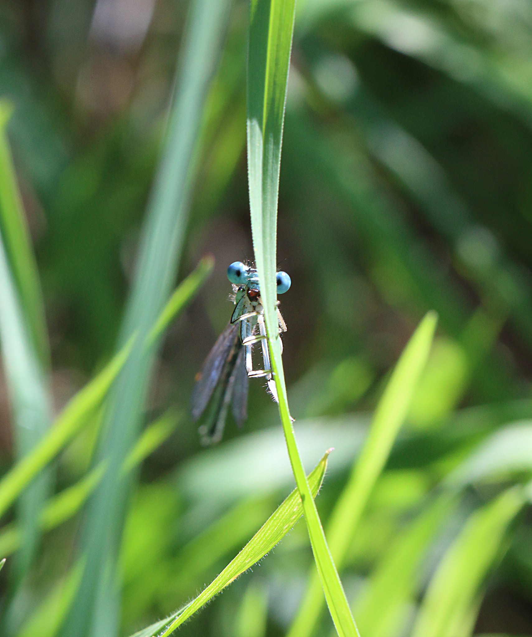 Canon EOS 100D (EOS Rebel SL1 / EOS Kiss X7) + Canon EF 100mm F2.8L Macro IS USM sample photo. O voltz dragonfly hidden photography