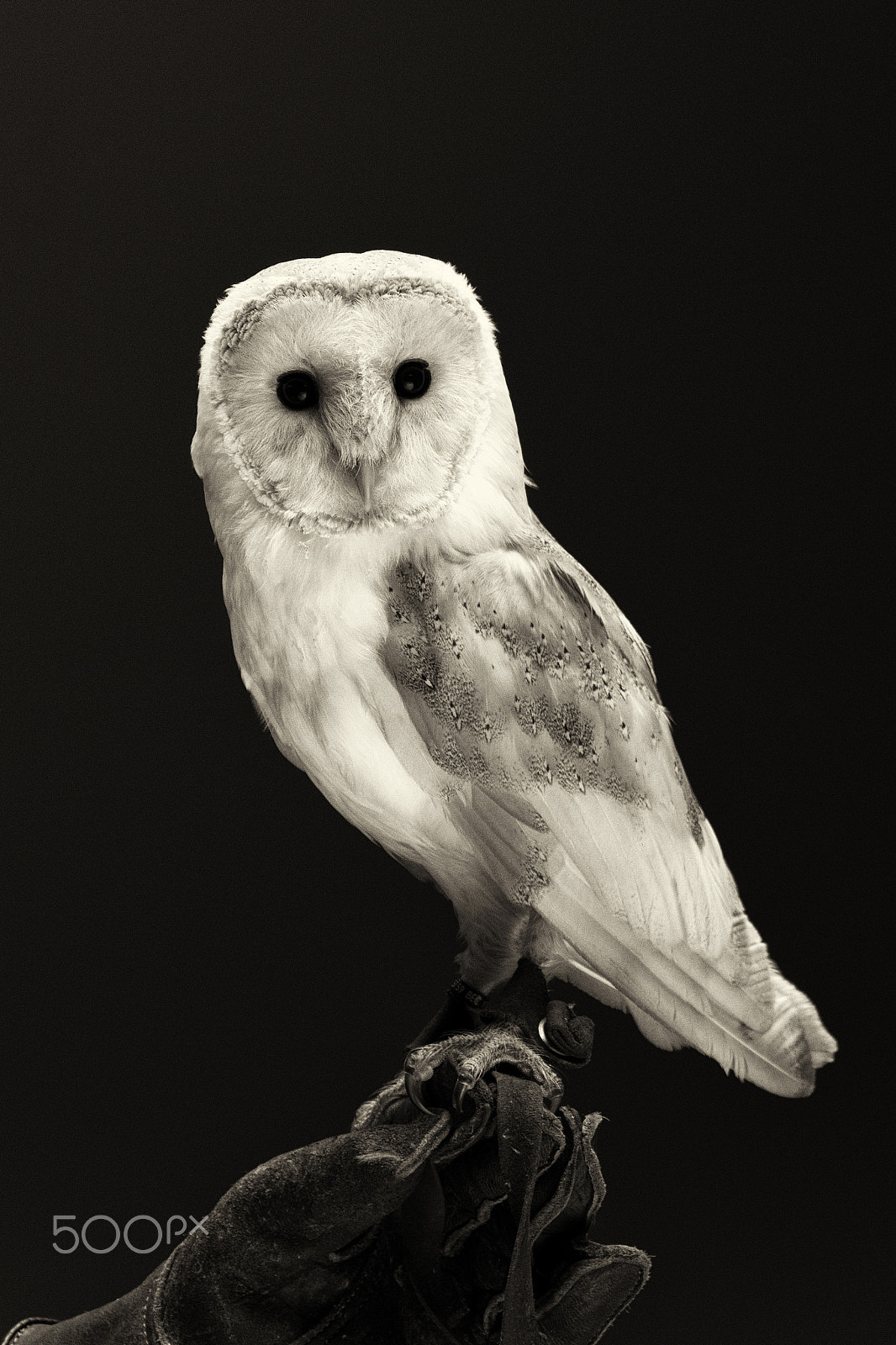 Sigma 17-70mm F2.8-4 DC Macro OS HSM sample photo. Owl tymo photography