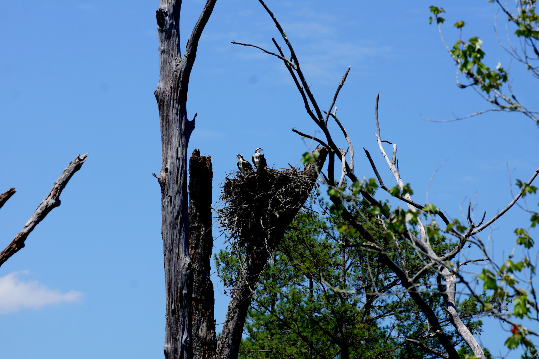 Tamron SP 70-300mm F4-5.6 Di USD sample photo. Togetherness photography
