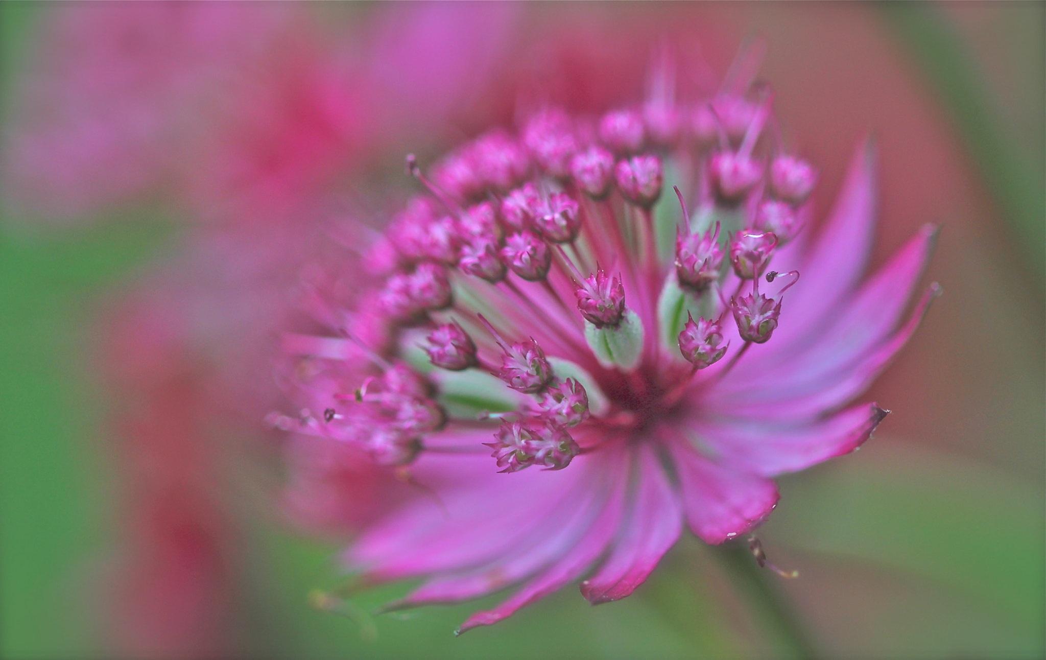 Canon EF 100mm F2.8 Macro USM sample photo. Summer photography