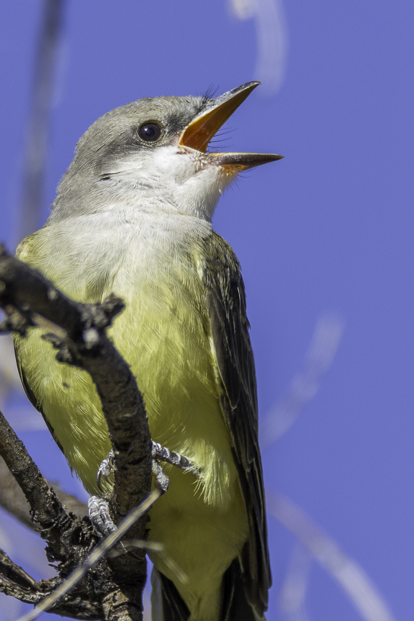 150-600mm F5-6.3 DG OS HSM | Contemporary 015 sample photo. Western kingbird song photography