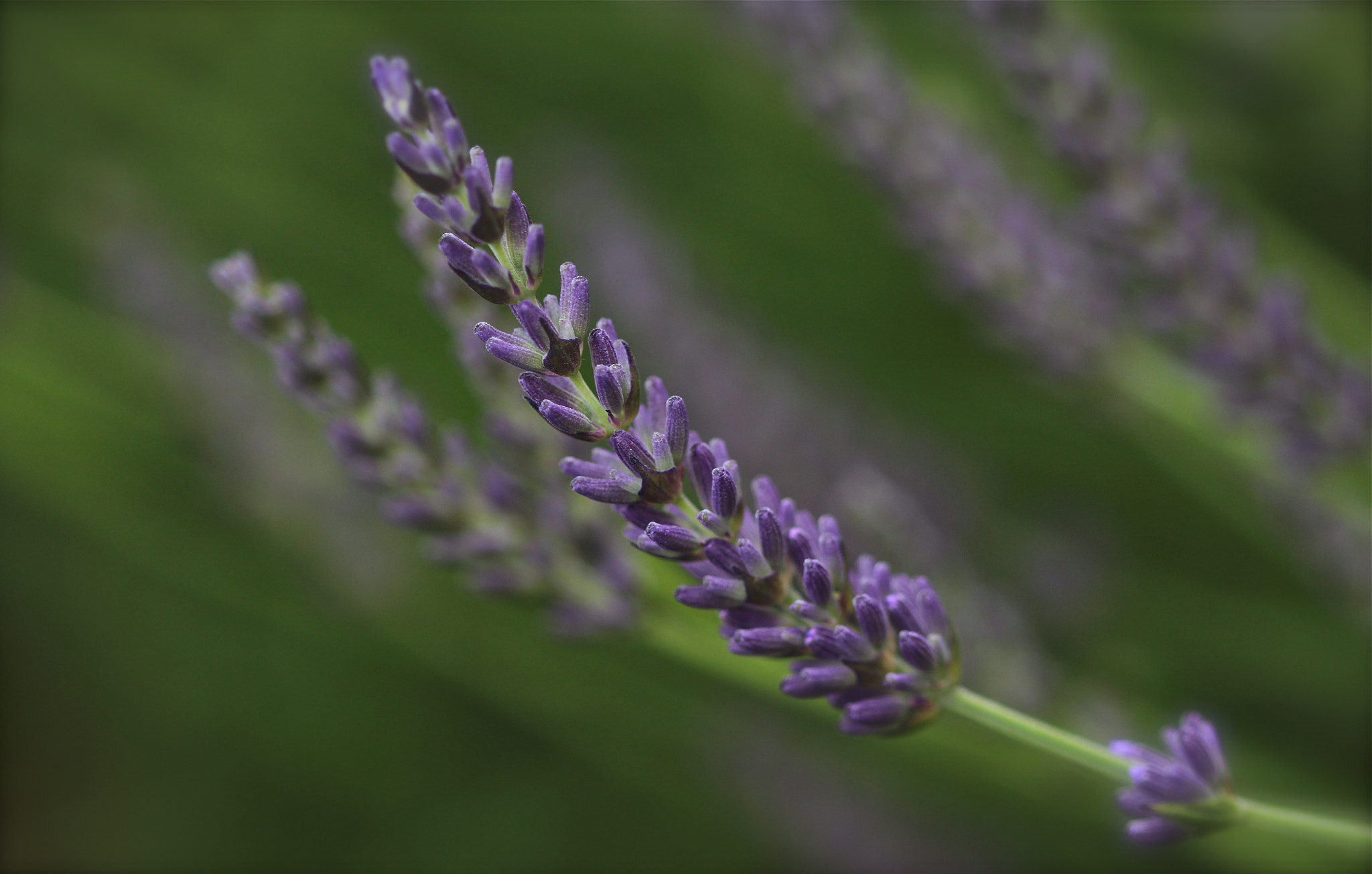 Canon EF 100mm F2.8 Macro USM sample photo. Lavender fields photography