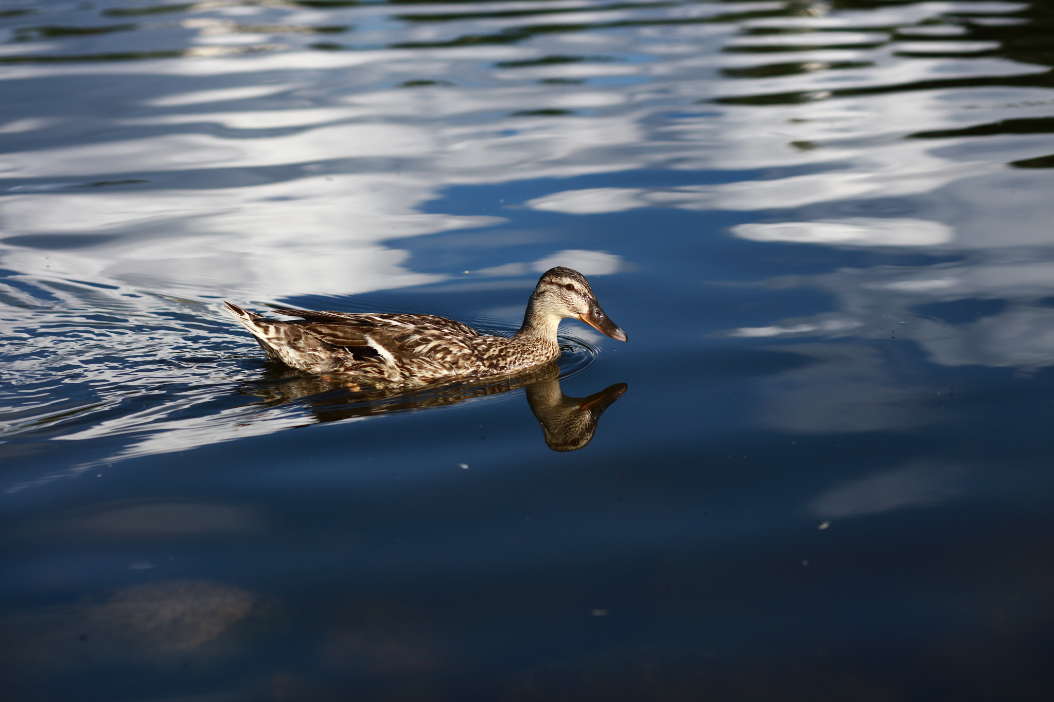 Canon EOS 5DS + Canon EF 85mm F1.8 USM sample photo. 073a0064.jpg photography