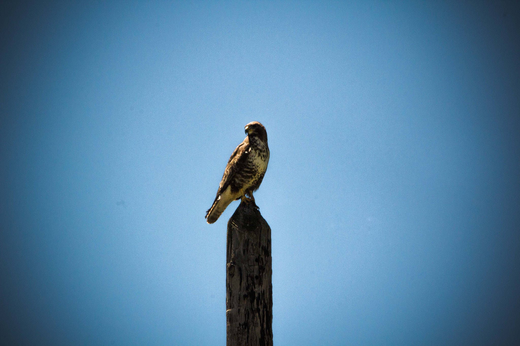 Sigma 150-500mm F5-6.3 DG OS HSM sample photo. Buse photography