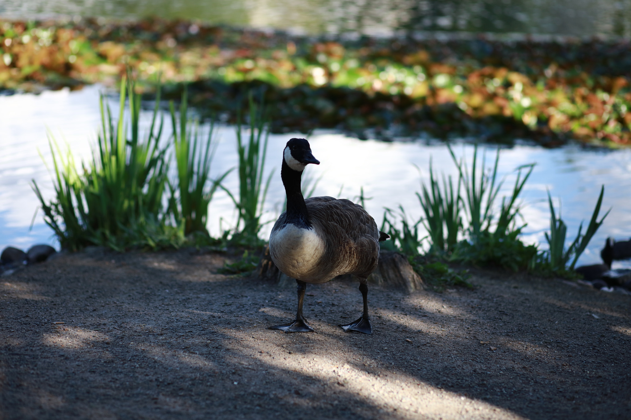 Canon EOS 5DS + Canon EF 85mm F1.8 USM sample photo. 073a0016.jpg photography