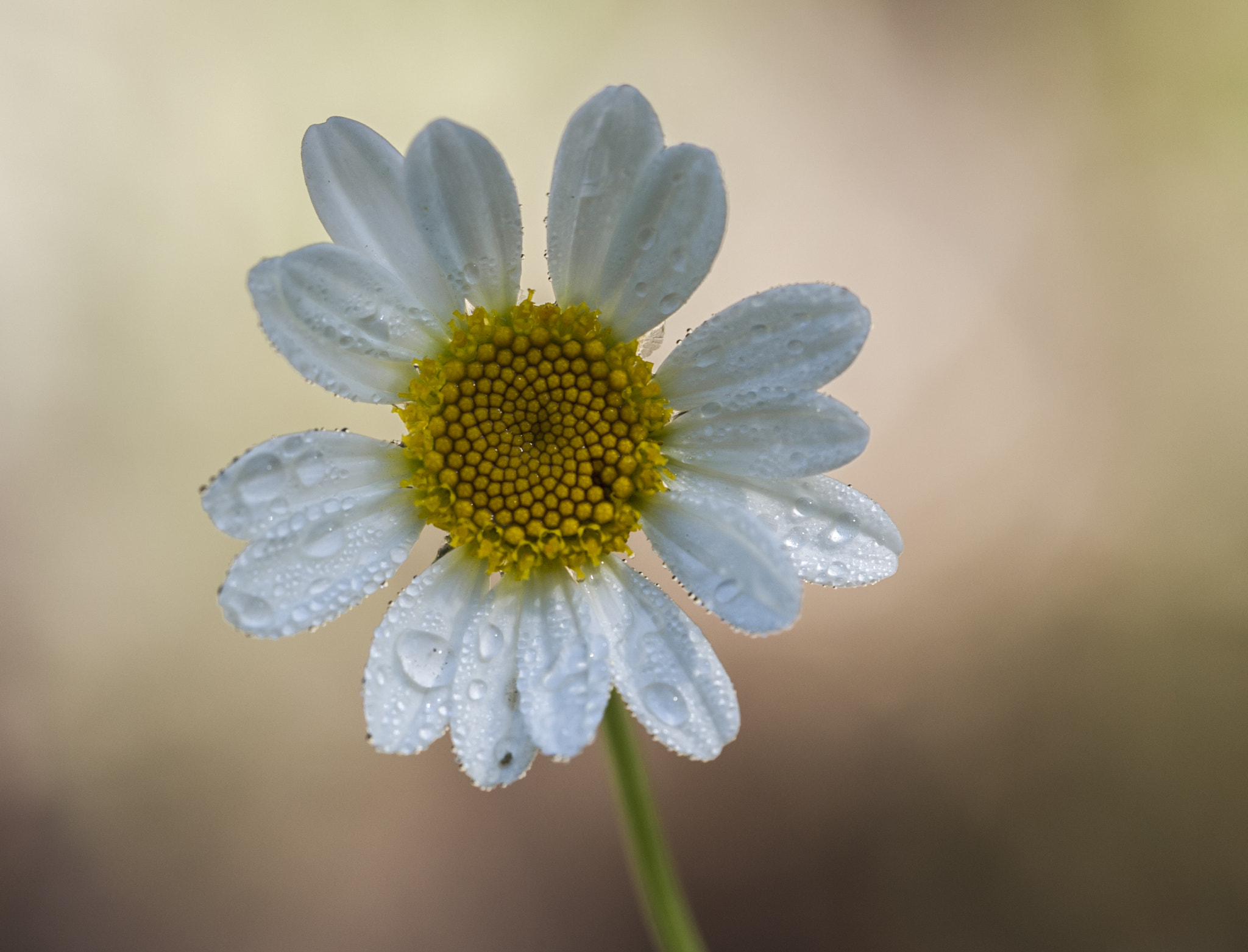 Sigma APO Macro 180mm F3.5 EX DG HSM sample photo. La florecilla photography