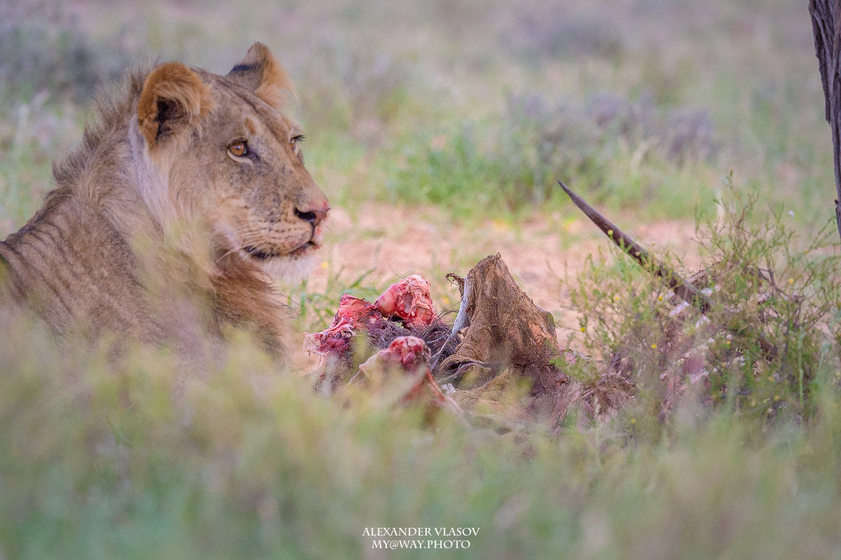 Nikon AF-S Nikkor 500mm F4E FL ED VR sample photo. Lion with a kill photography