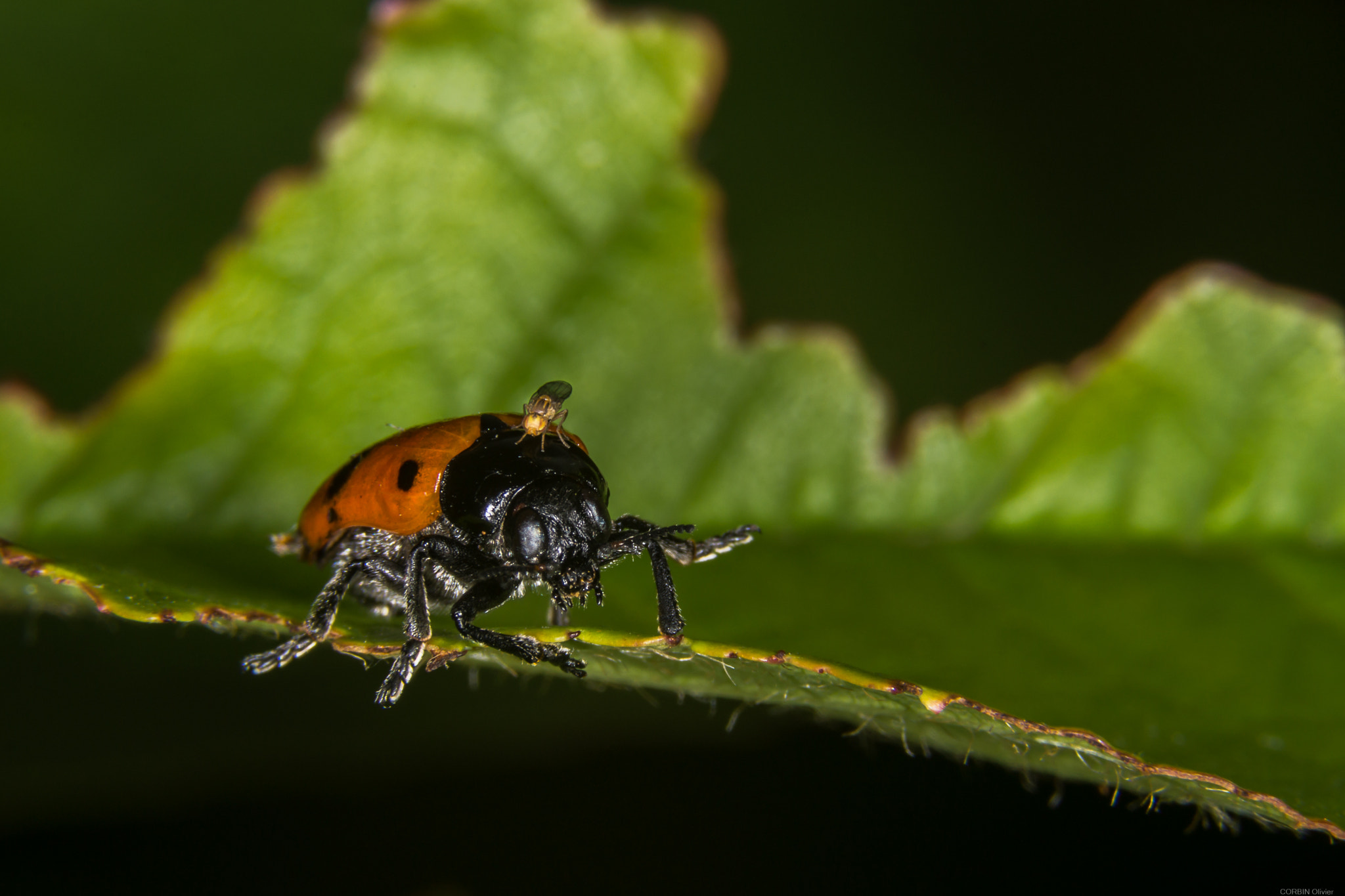 90mm F2.8 Macro SSM sample photo. A dada ! photography