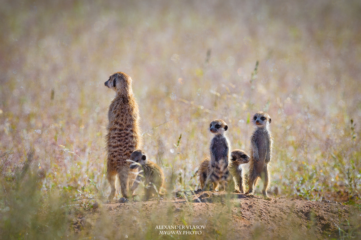Nikon AF-S Nikkor 500mm F4E FL ED VR sample photo. Meerkats family photography