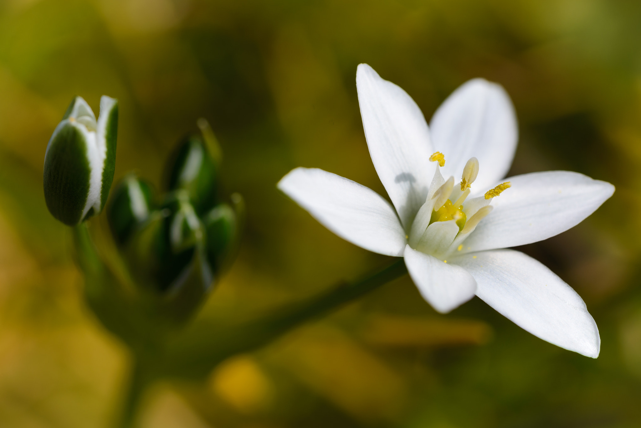 Sigma 150mm F2.8 EX DG Macro HSM sample photo. White bloom photography