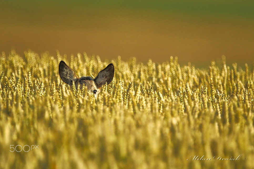 Canon EOS 7D Mark II + Canon EF 300mm F2.8L IS USM sample photo. Eye i'm watching you photography