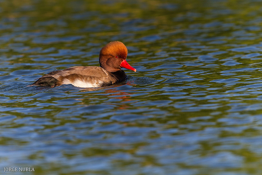 Canon EF 500mm F4L IS II USM sample photo. Pato colorado (netta rufina). photography