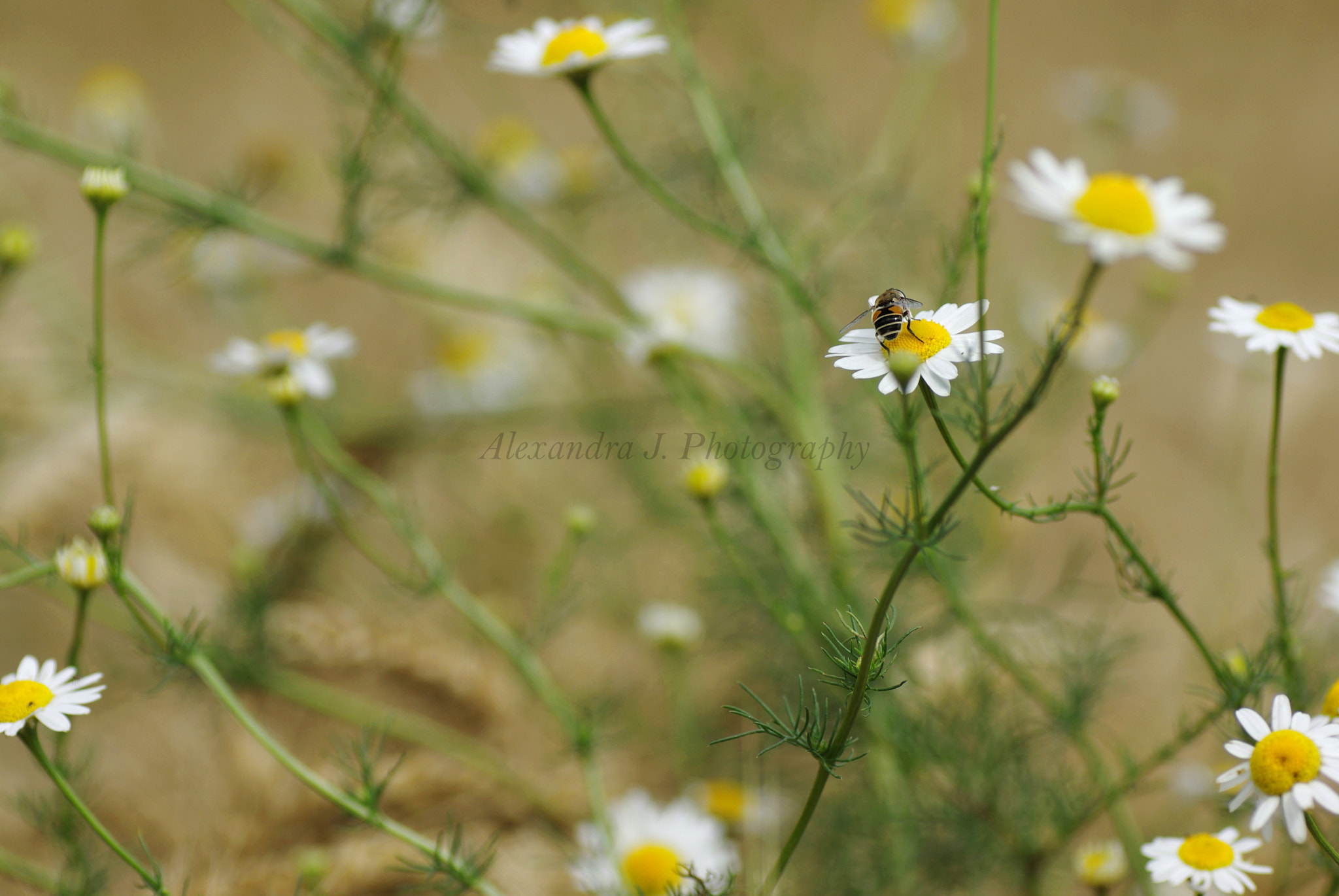 Tamron SP AF 90mm F2.8 Di Macro sample photo. Meadow photography