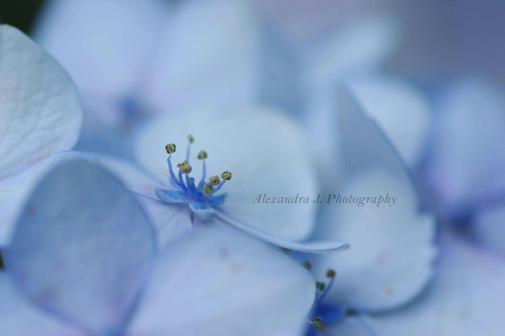 Tamron SP AF 90mm F2.8 Di Macro sample photo. Blue hydrangea photography