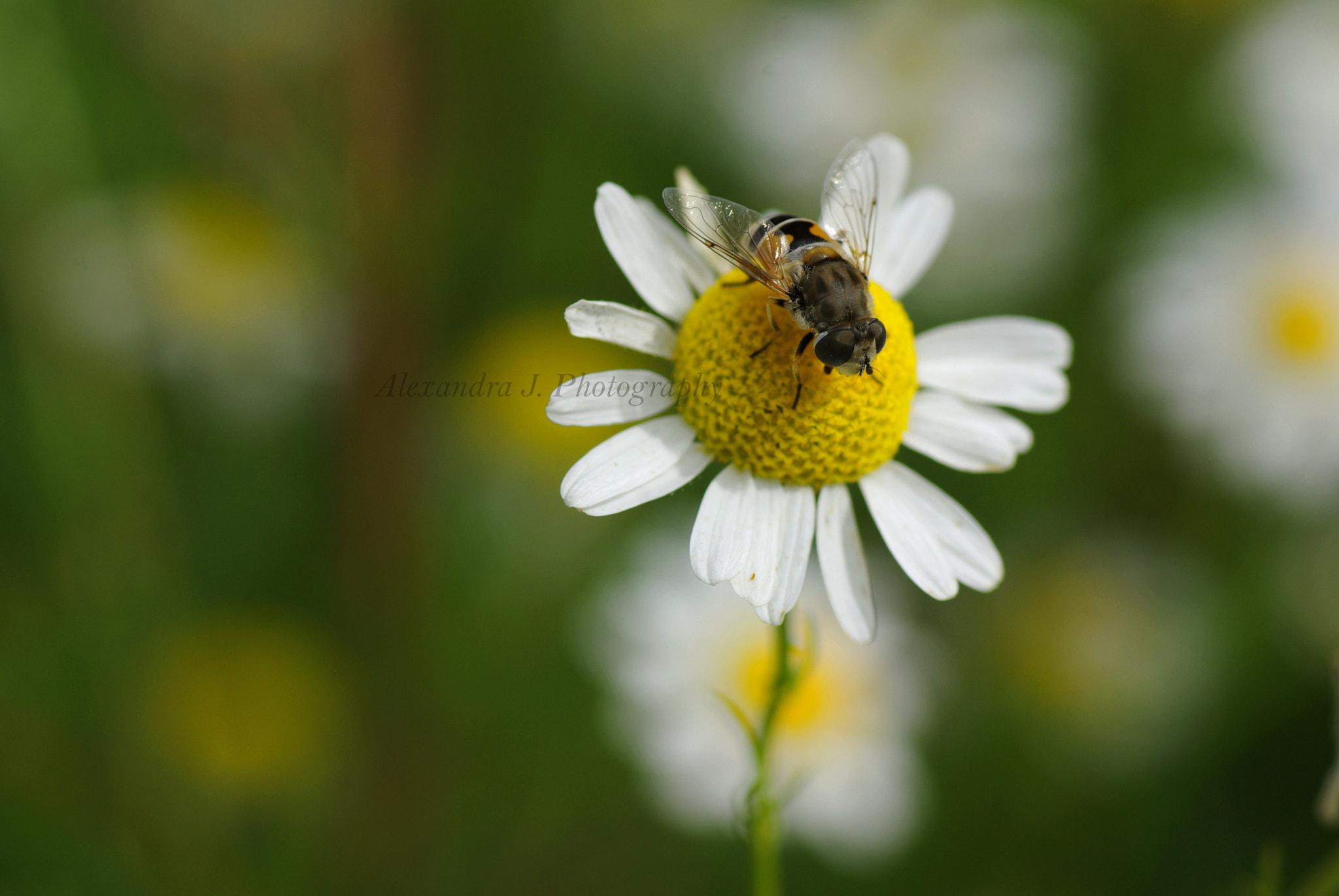 Tamron SP AF 90mm F2.8 Di Macro sample photo. Meadow photography