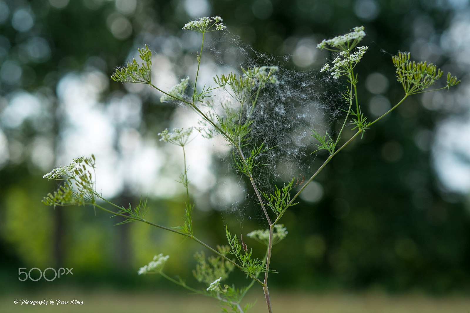 Fujifilm X-Pro1 + Fujifilm XF 60mm F2.4 R Macro sample photo. Bokeh photography