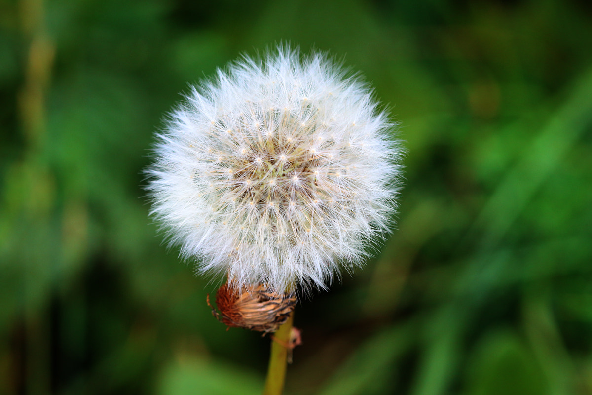 Canon EF 100mm F2.8 Macro USM sample photo. Dandelion photography
