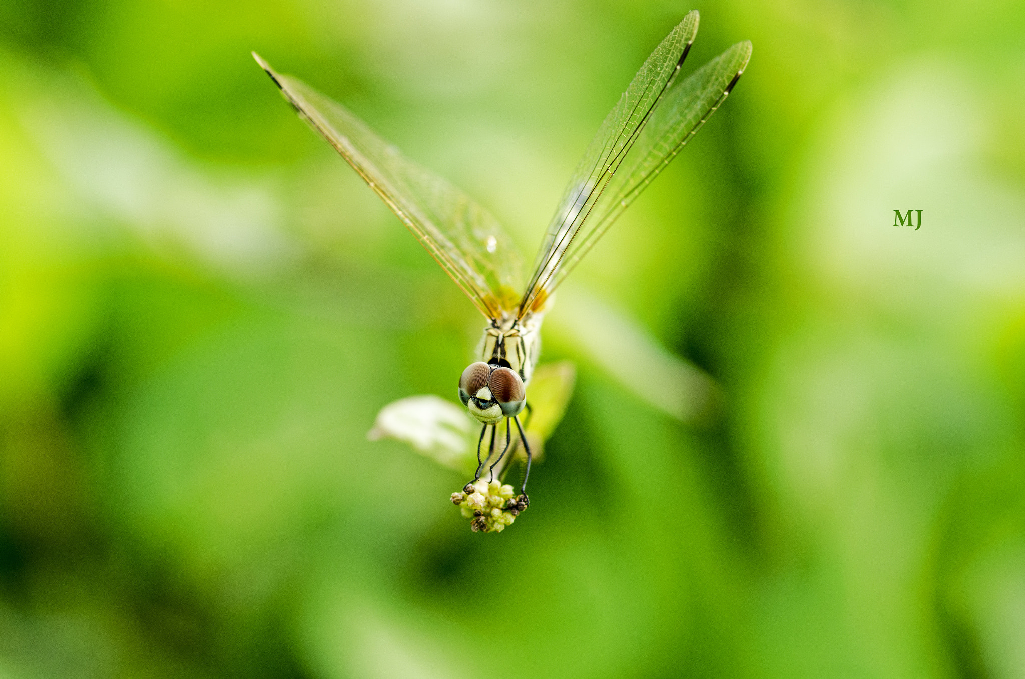 ZEISS Milvus 100mm F2 Macro sample photo. Dragon fly photography