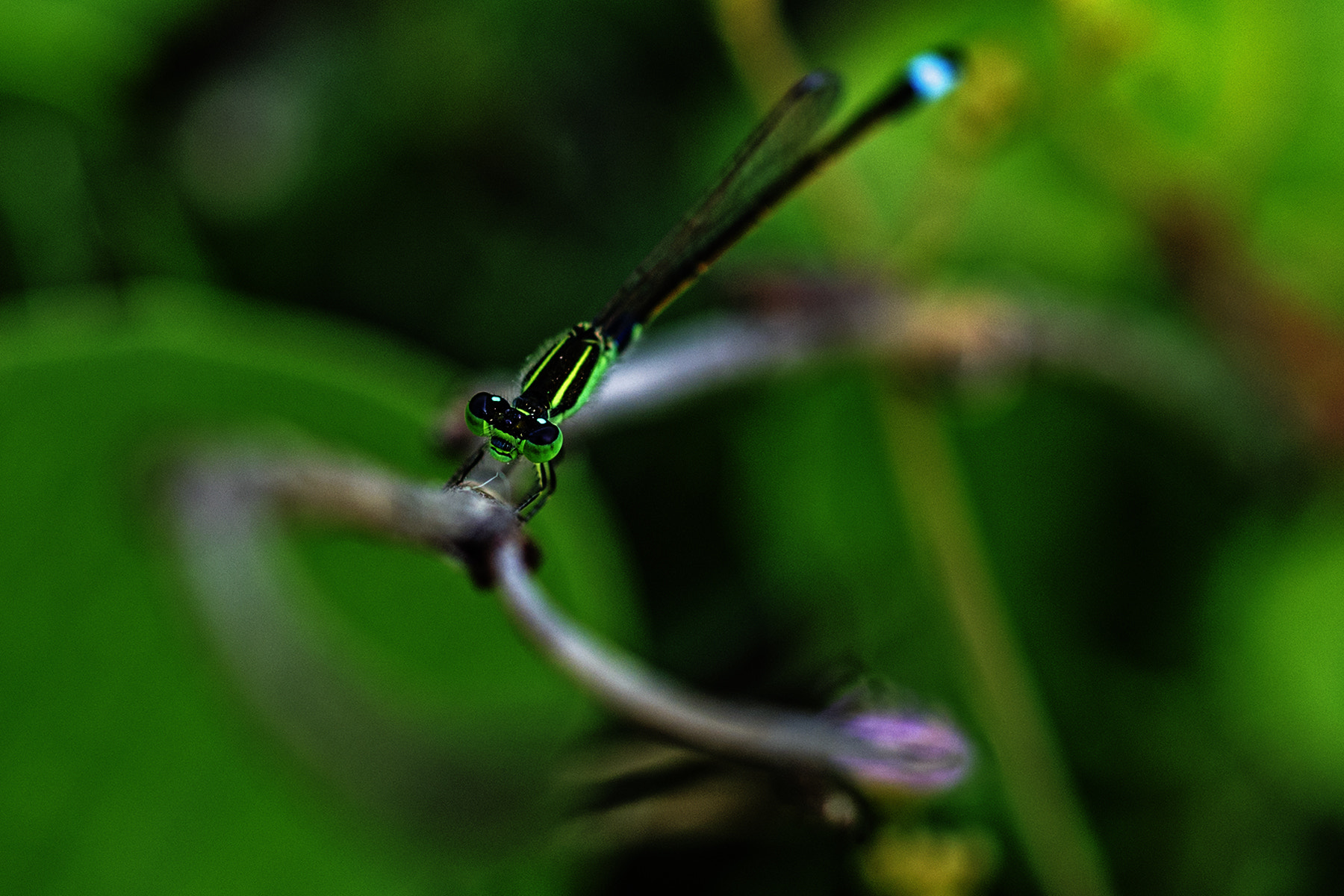 Nikon D7000 + ZEISS Milvus 50mm F2 Macro sample photo. Dragon fly photography