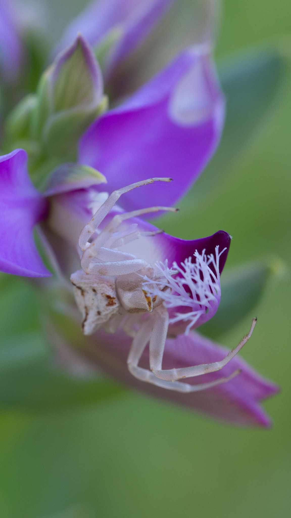Olympus PEN E-PM2 sample photo. Crab spider photography
