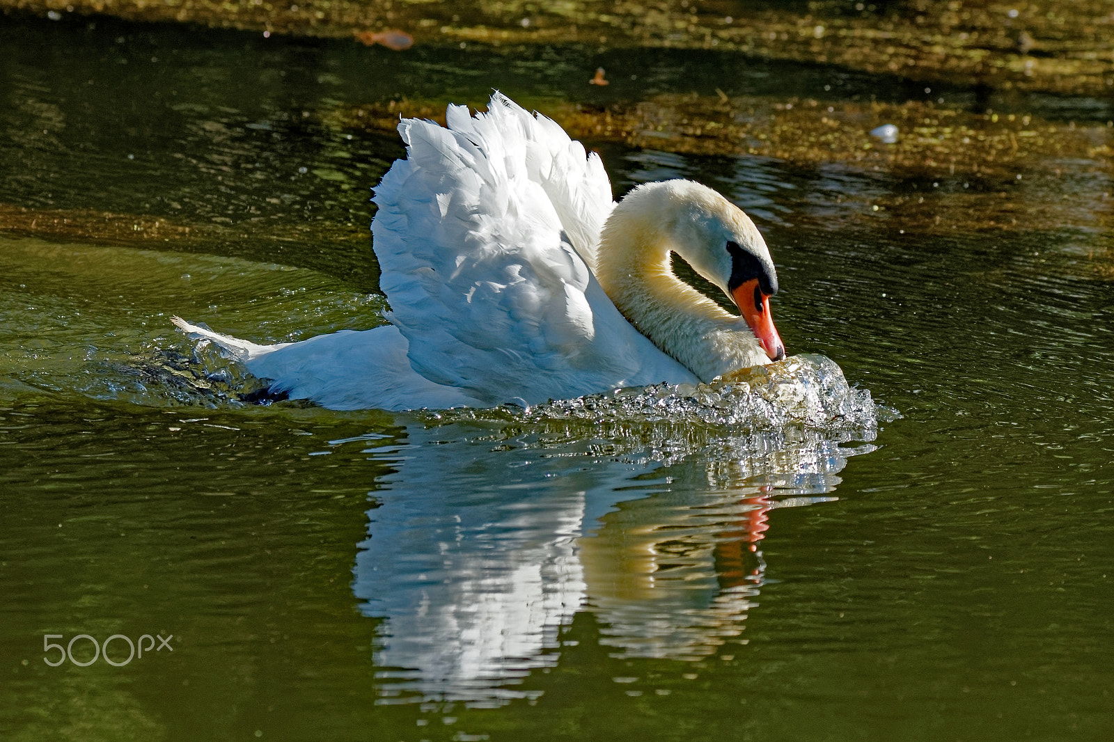 Tamron SP 150-600mm F5-6.3 Di VC USD sample photo. Aggressive beauty photography