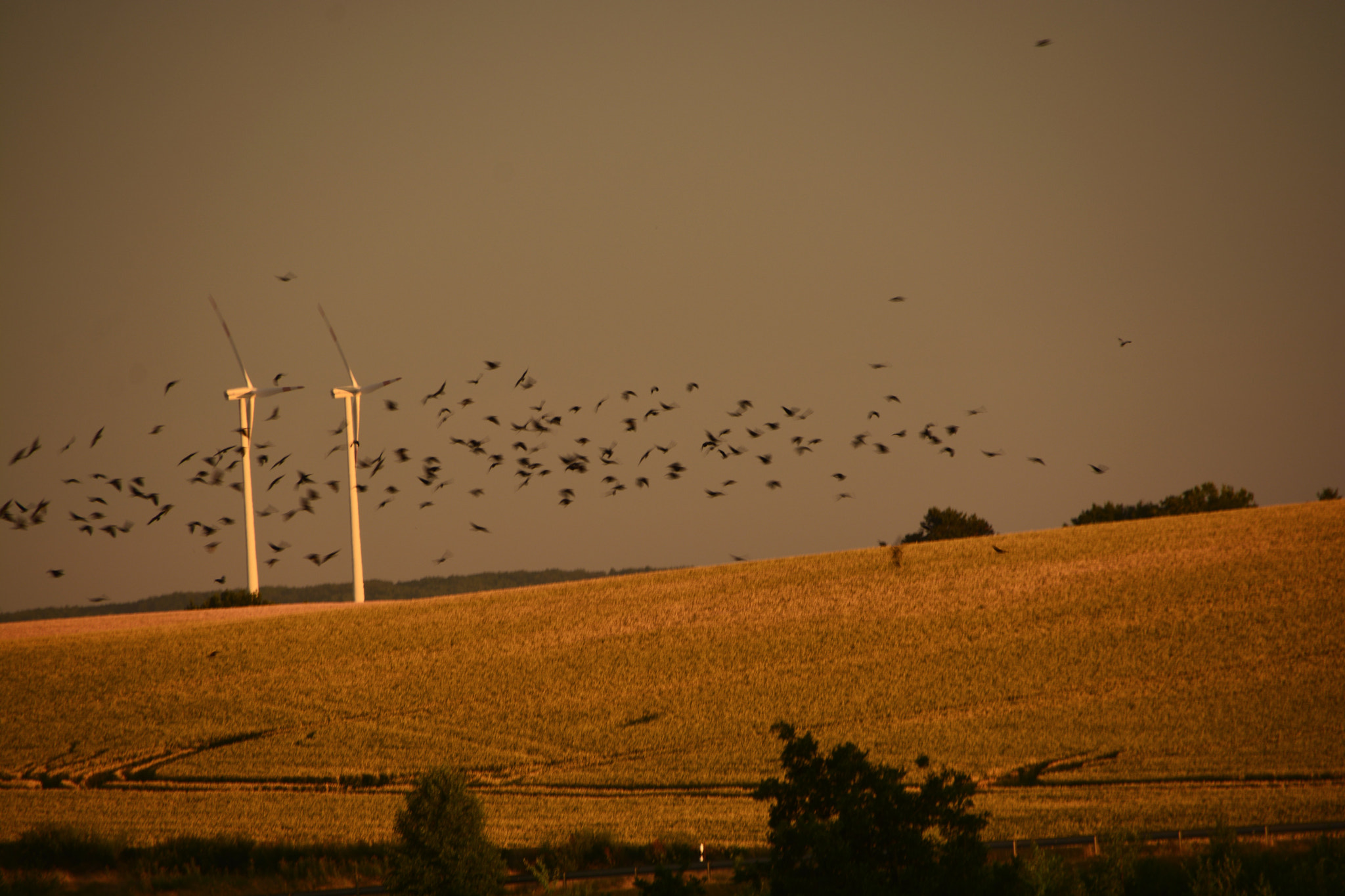 Sigma 18-250mm F3.5-6.3 DC OS HSM sample photo. Golden evening photography
