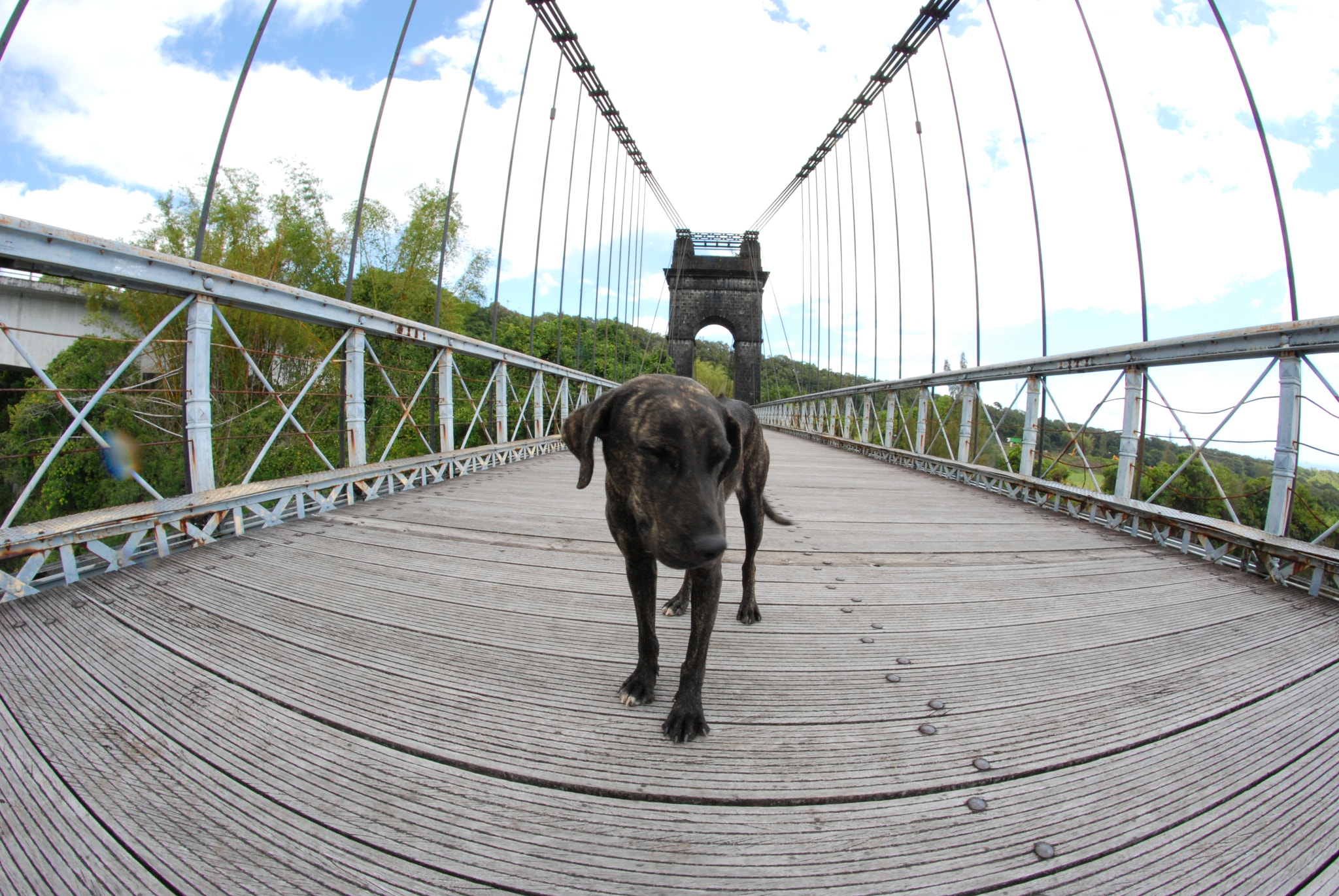 Nikon D80 + Samyang 8mm F3.5 Aspherical IF MC Fisheye sample photo. Encounter on the bridge photography