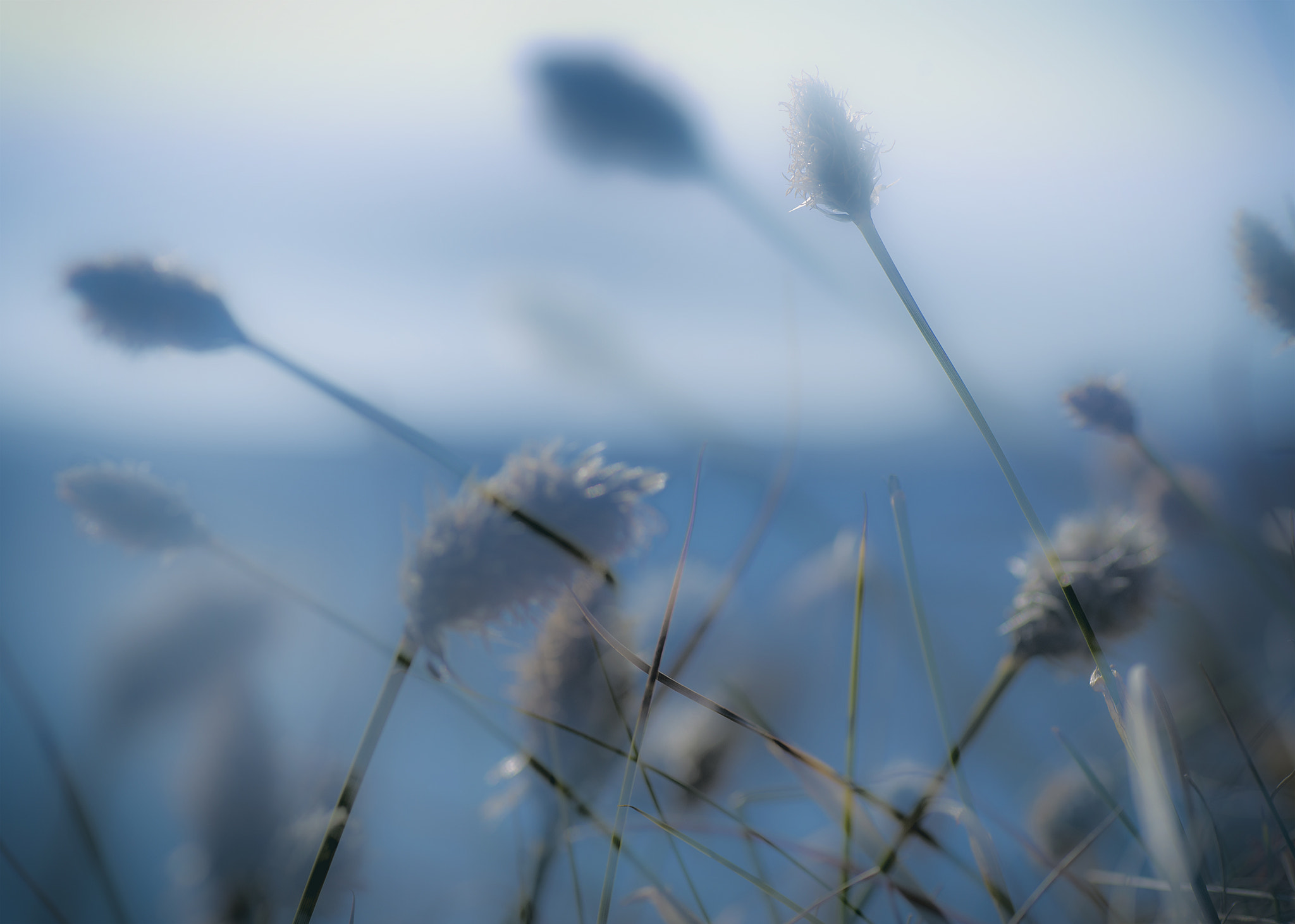Nikon D600 sample photo. Straw photography