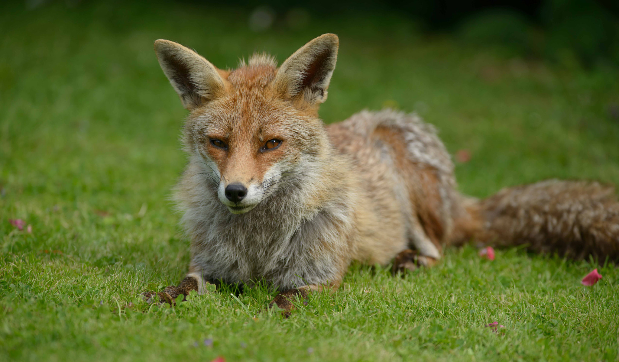 AF-S Nikkor 300mm f/2.8D IF-ED II sample photo. Fox photography