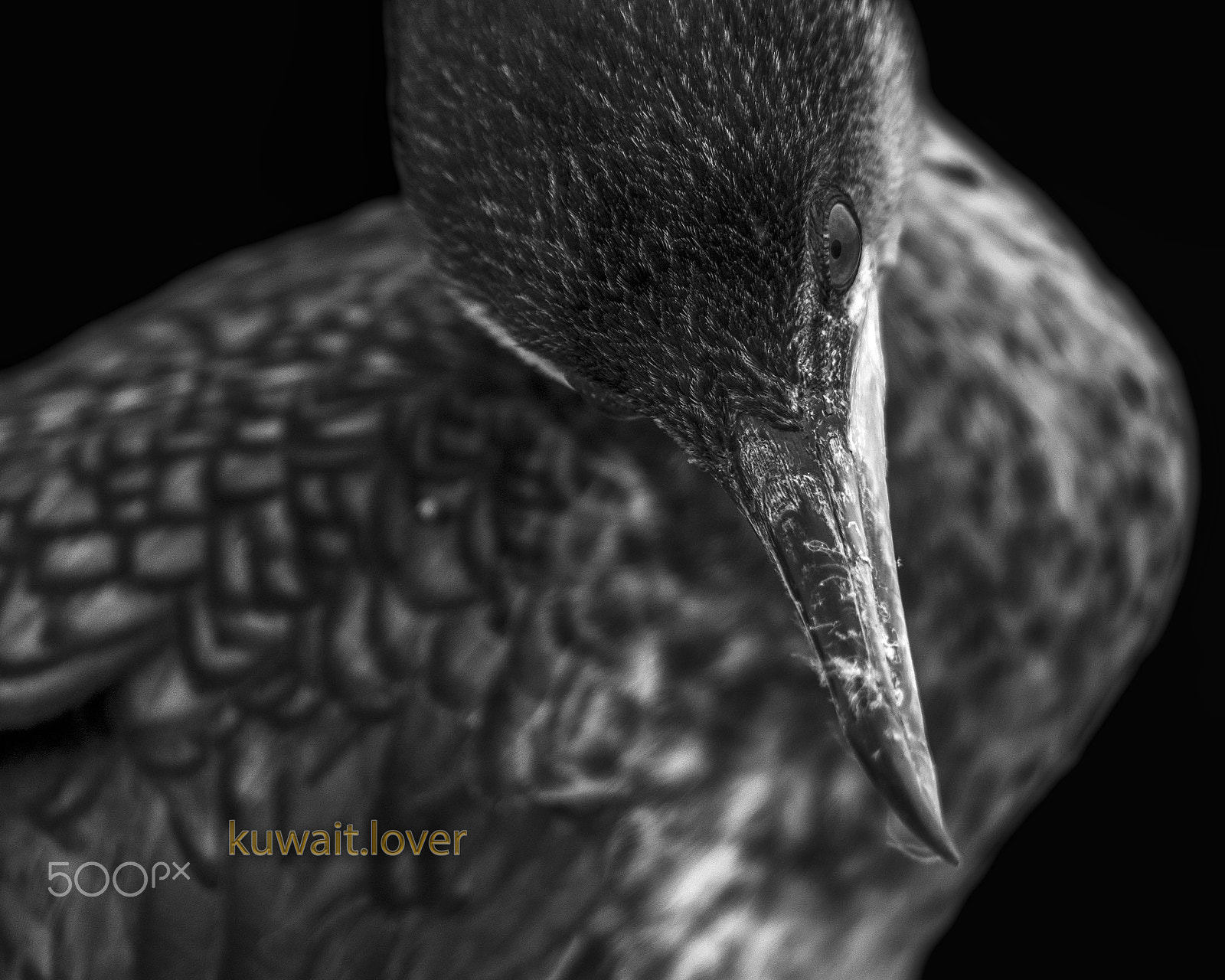 Nikon D7100 + Nikon AF-S Nikkor 600mm F4G ED VR sample photo. 710_3894-1.jpg photography