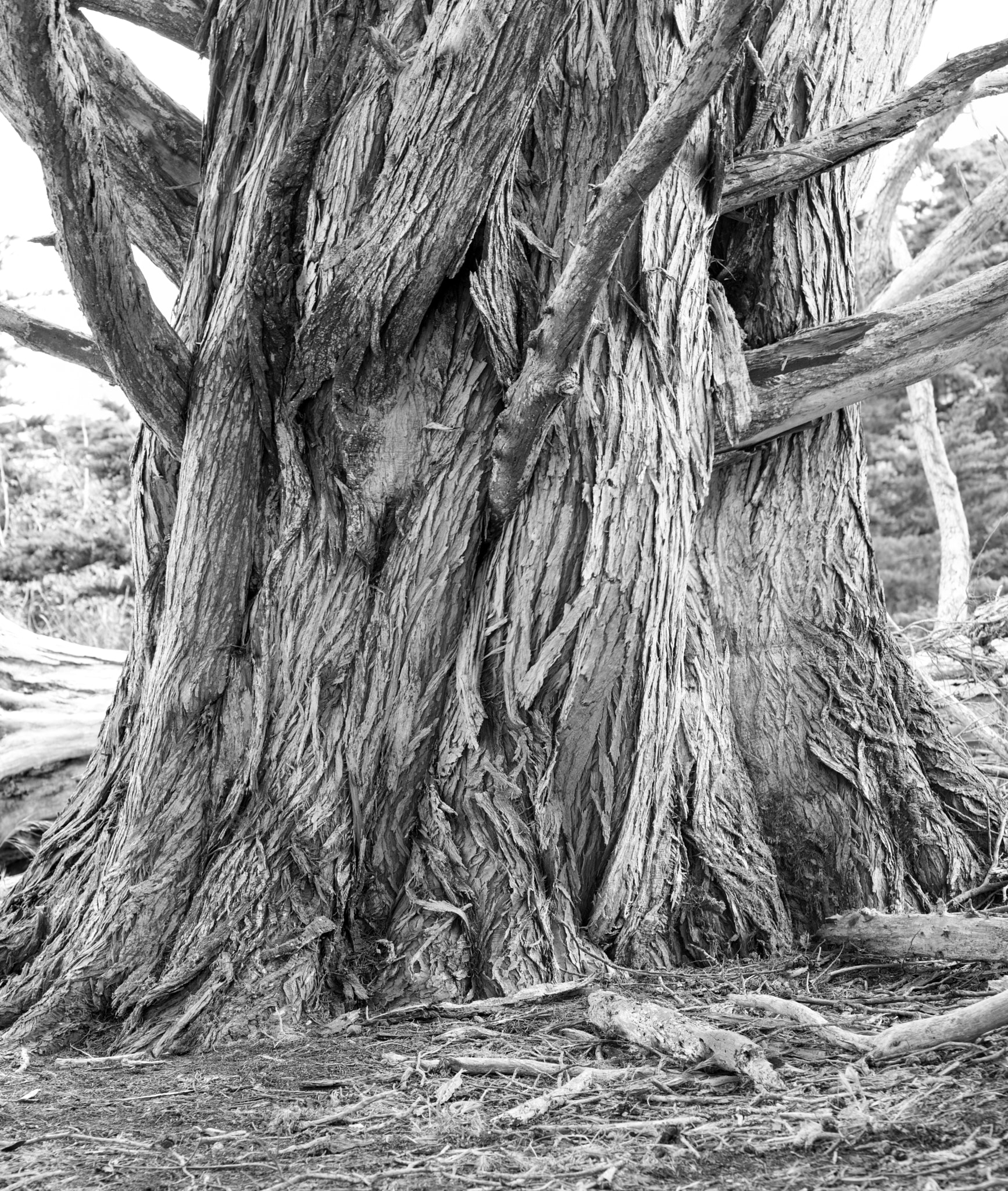 Nikon AF-S Micro-Nikkor 60mm F2.8G ED sample photo. Old growth photography