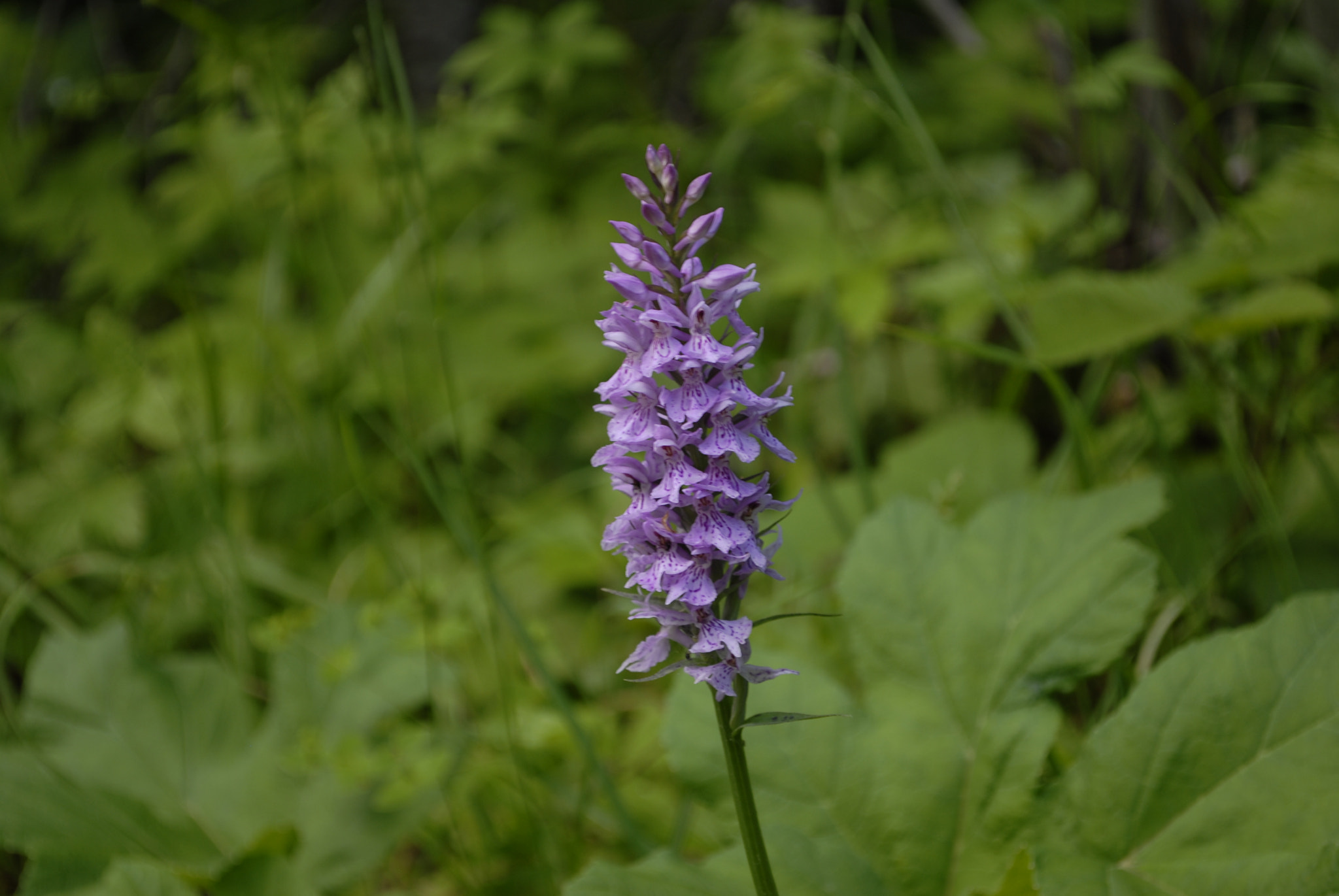 Nikon D200 sample photo. Fiori d' estate.. photography