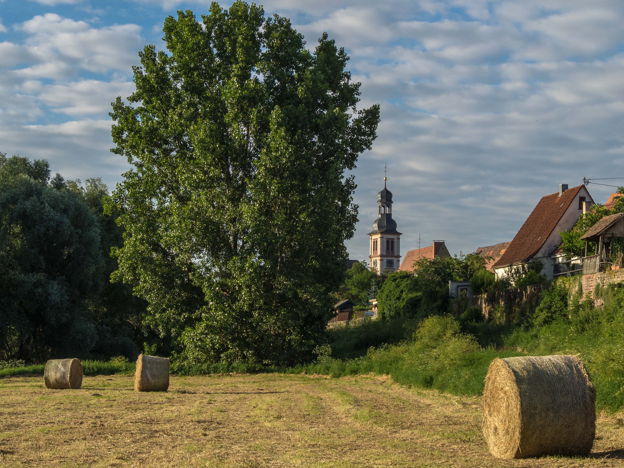 Olympus OM-D E-M1 sample photo. Summer morning photography