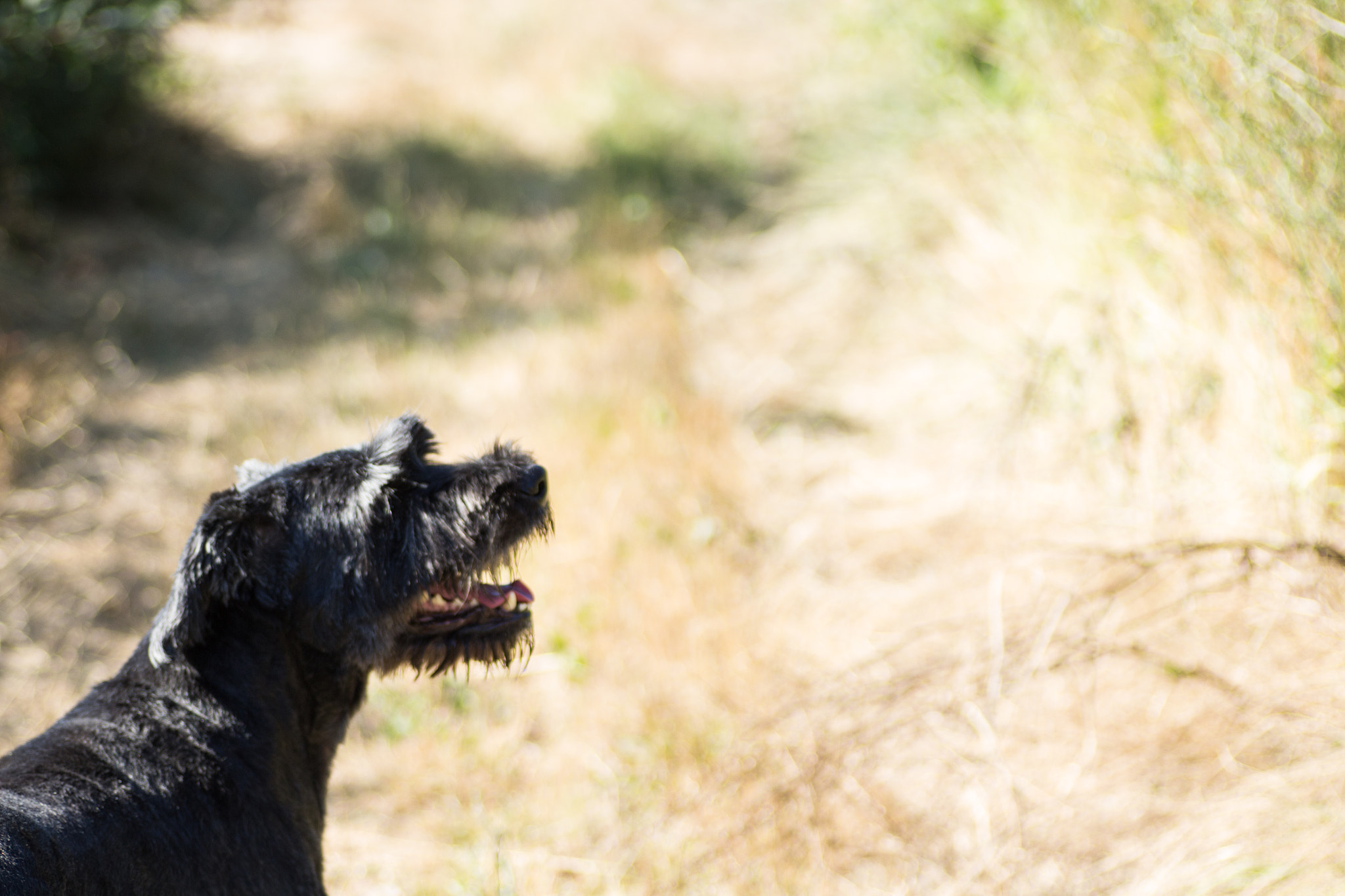 Canon EOS 700D (EOS Rebel T5i / EOS Kiss X7i) + Tamron SP AF 90mm F2.8 Di Macro sample photo. Giant schnauzer photography