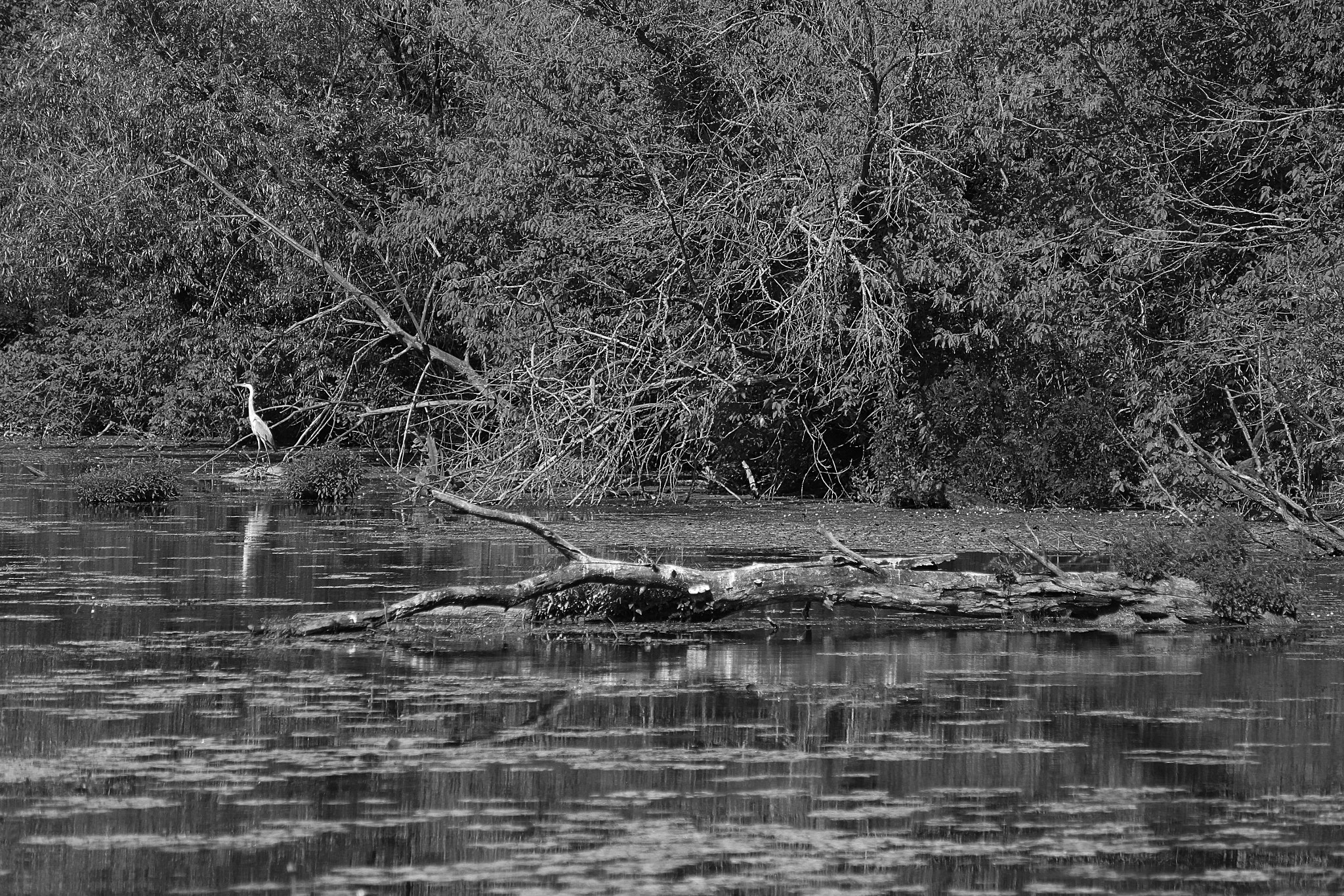 Canon EOS 500D (EOS Rebel T1i / EOS Kiss X3) sample photo. Swamp photography