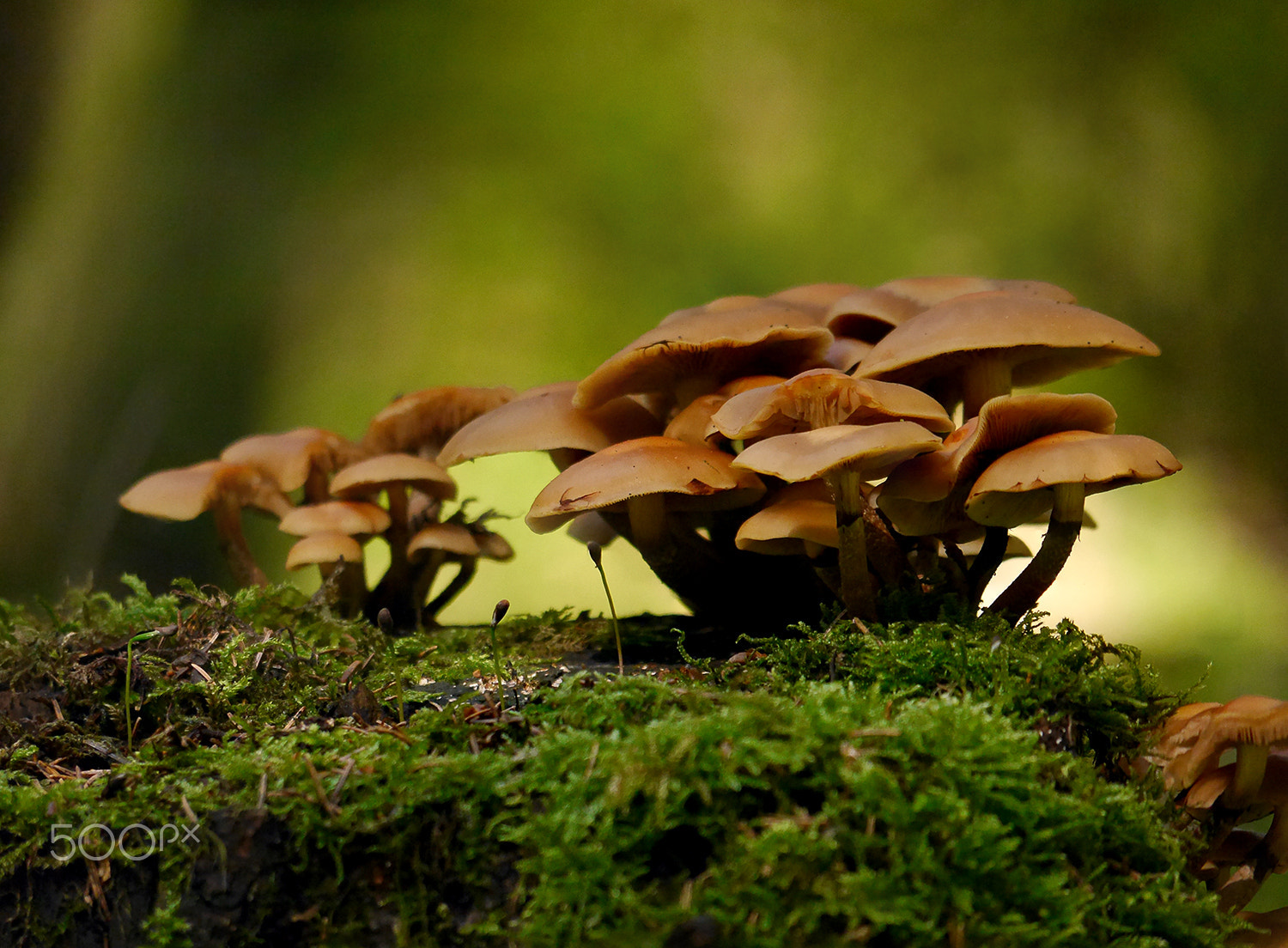 Panasonic Lumix DMC-G6 sample photo. Versteckt im wald photography