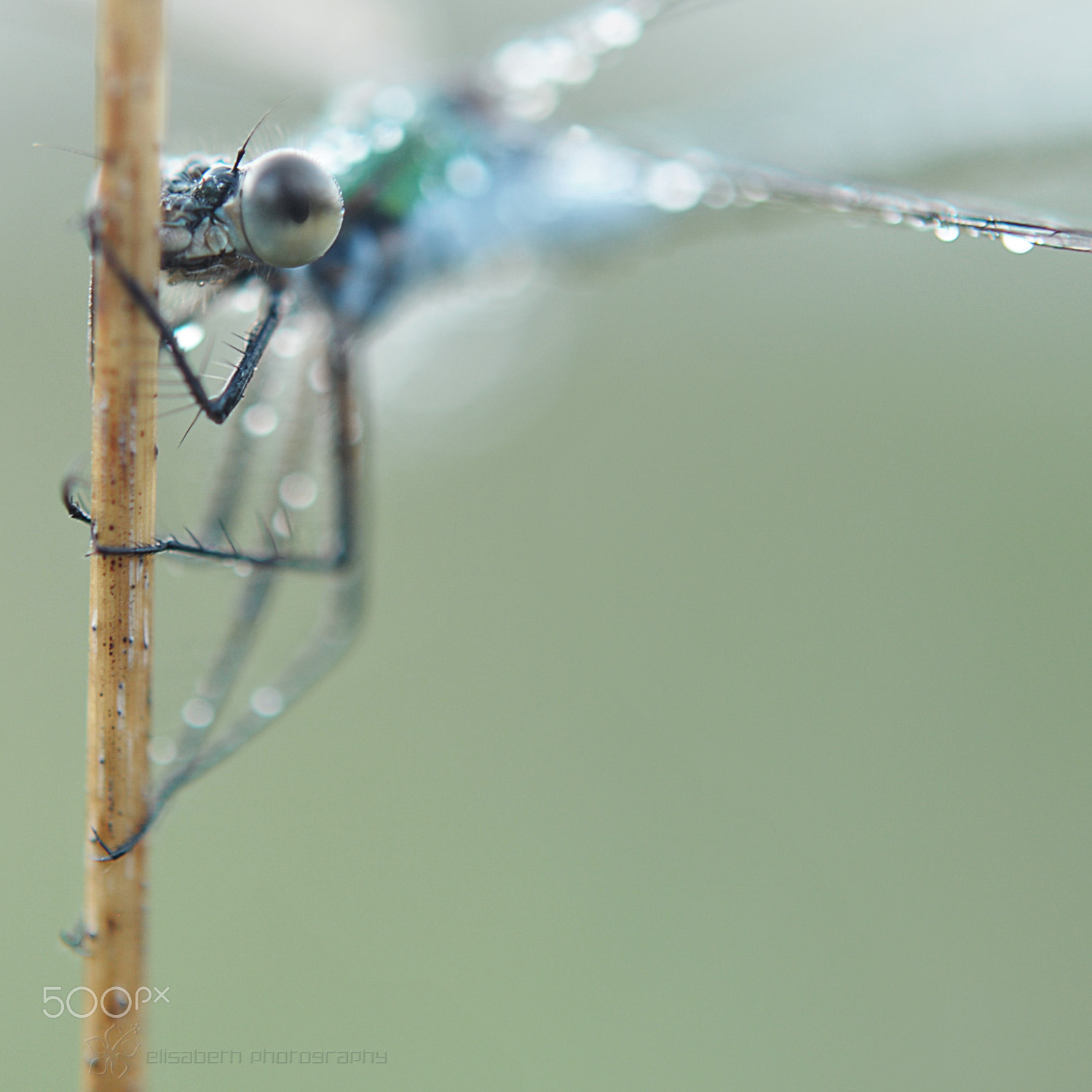 Nikon AF-S Micro-Nikkor 60mm F2.8G ED sample photo. Early in the morning photography