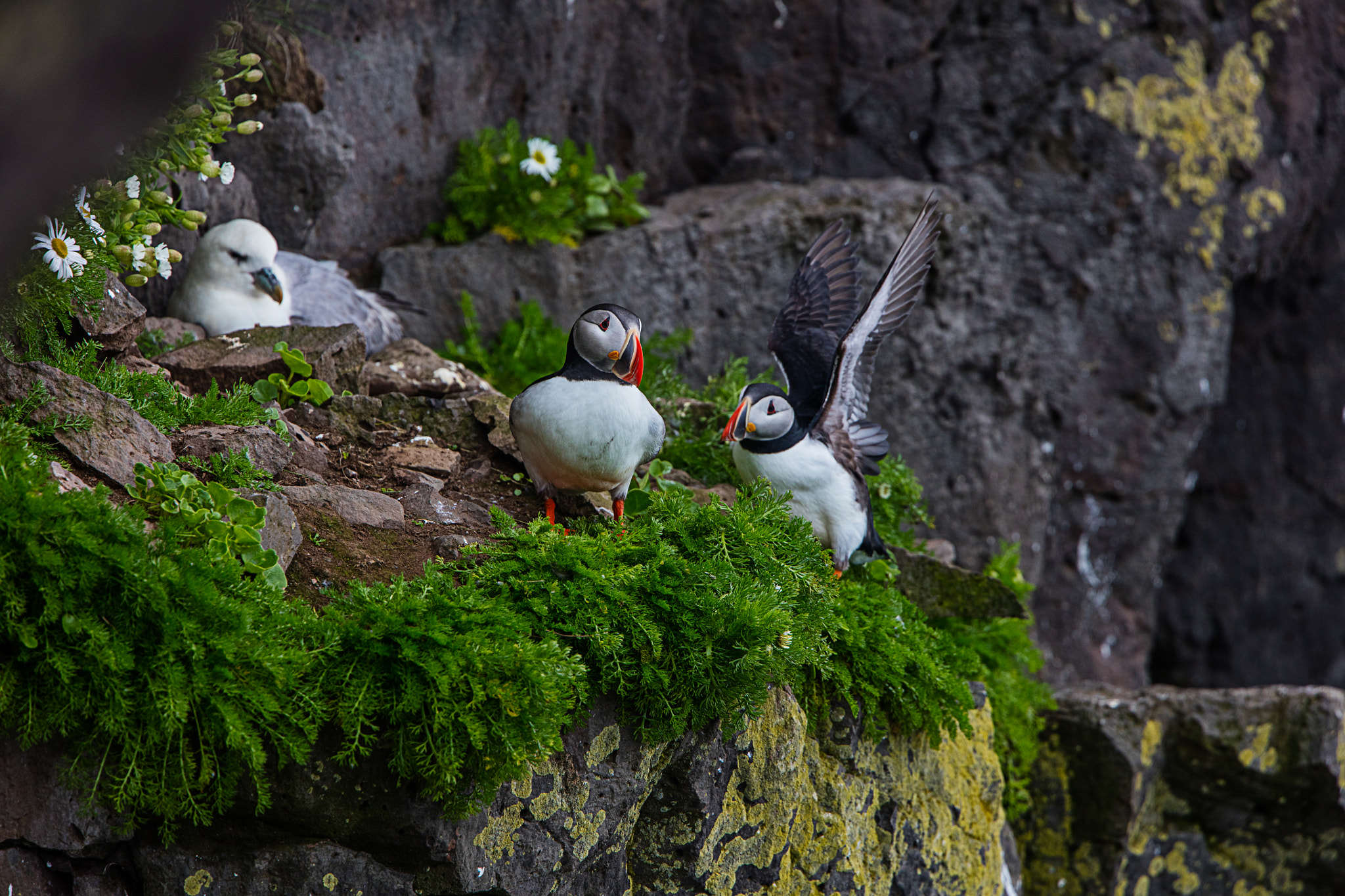 Canon EOS 5DS R + Canon EF 300mm F2.8L IS II USM sample photo. Island birds photography