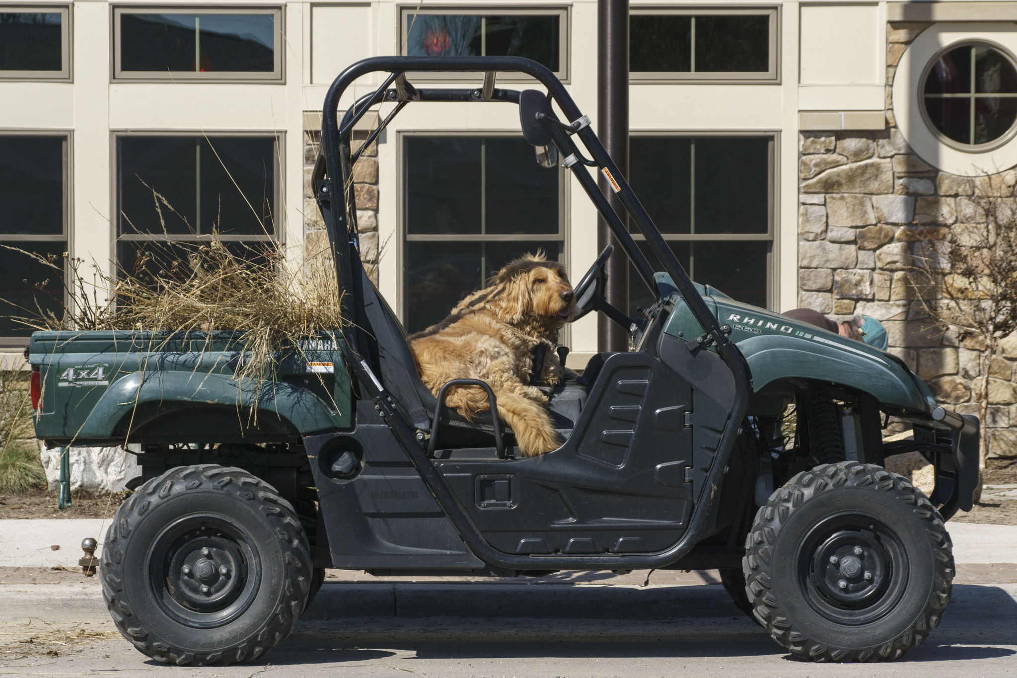 Sony DT 18-250mm F3.5-6.3 sample photo. Dog cart photography